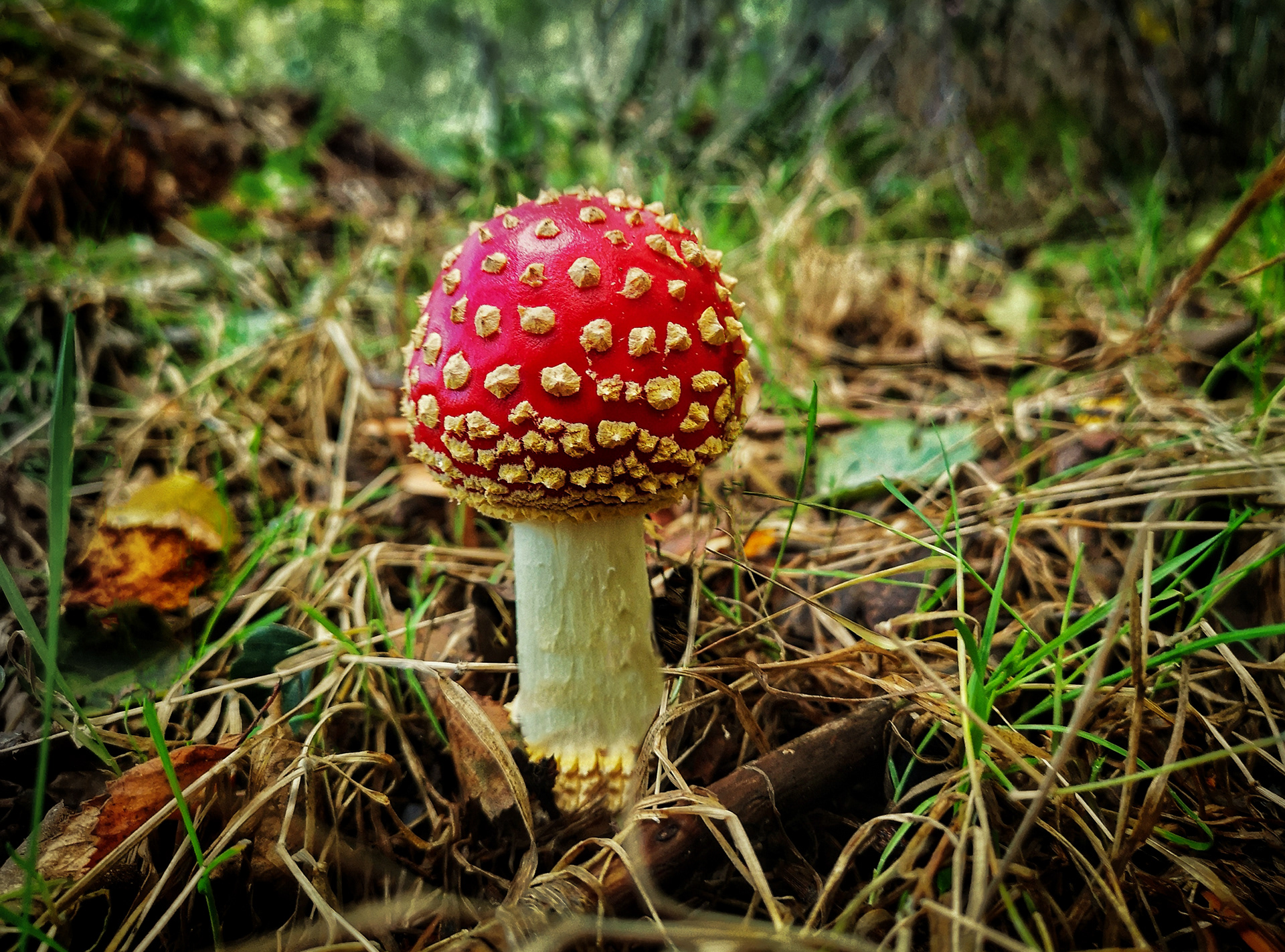 Fly Agaric