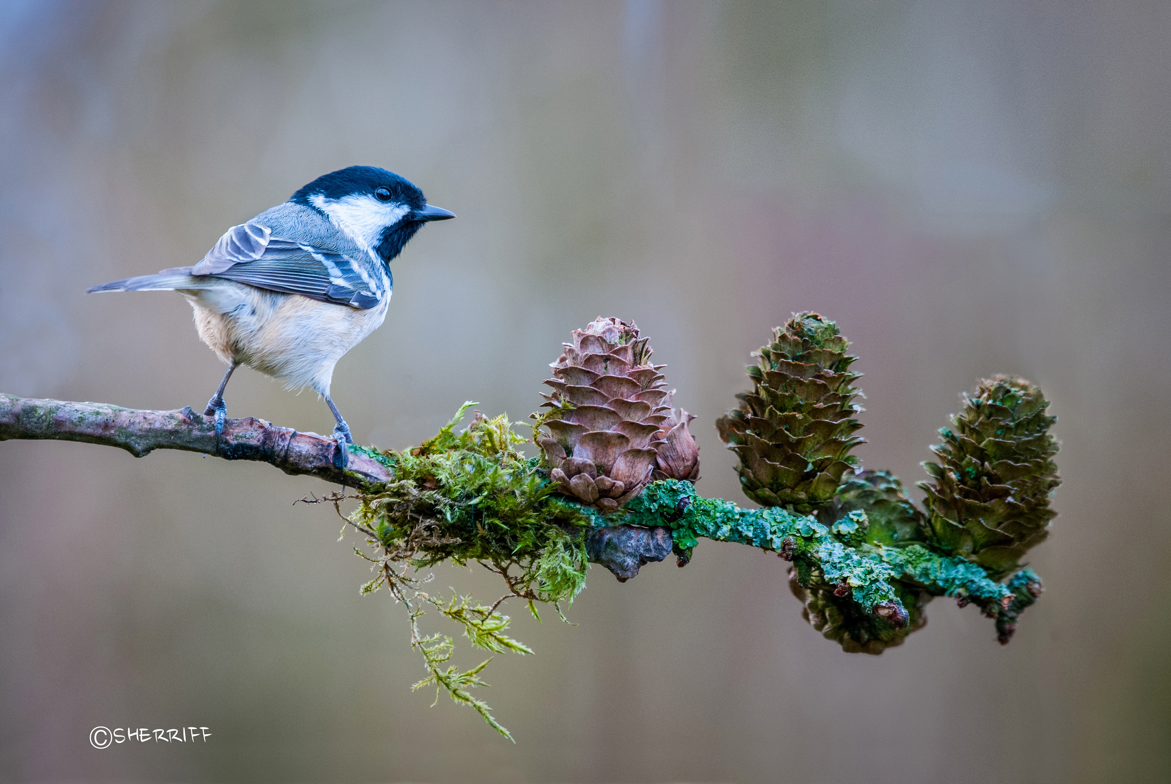 COAL TIT