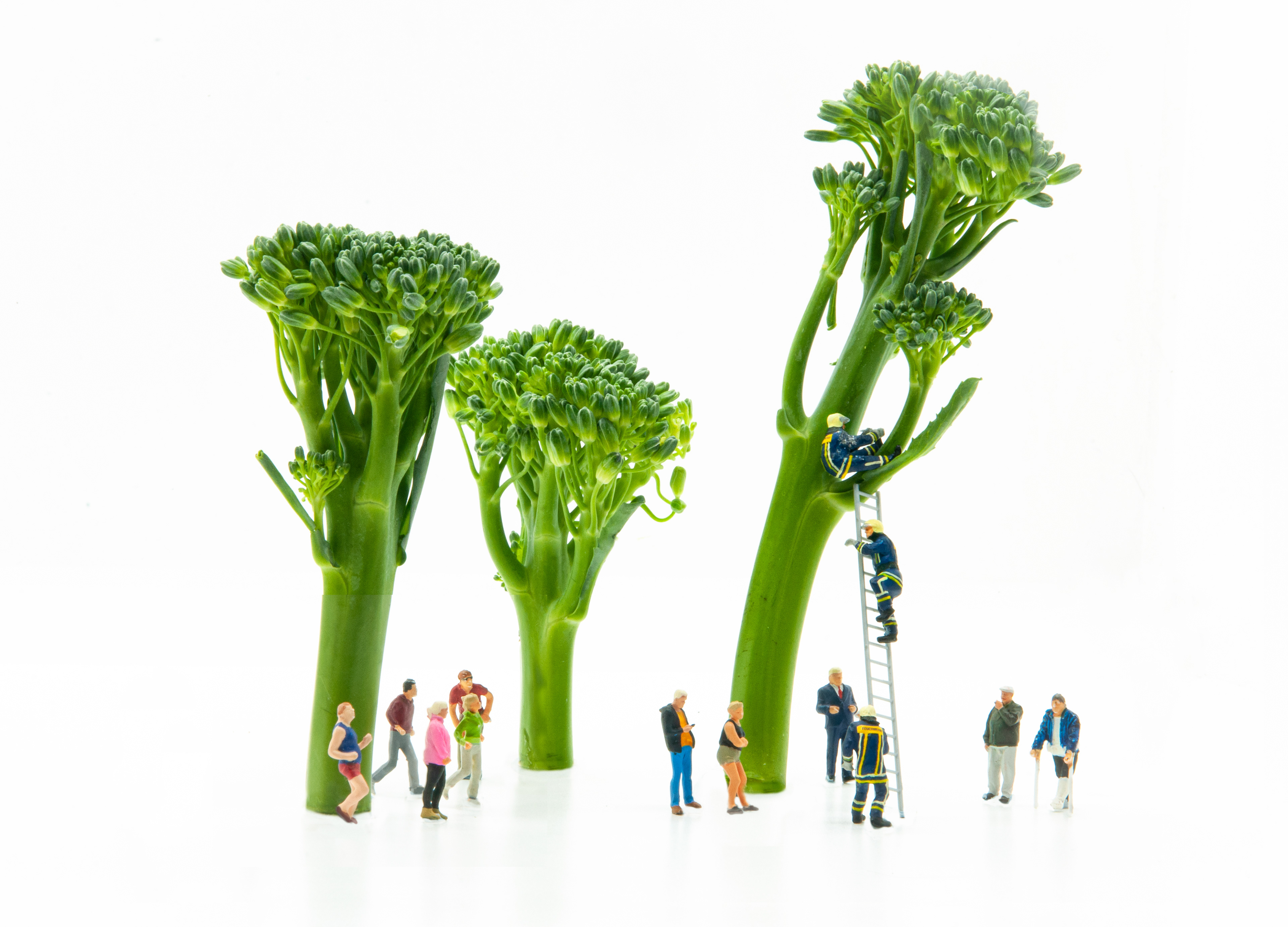 Incident in Broccoli Stem wood