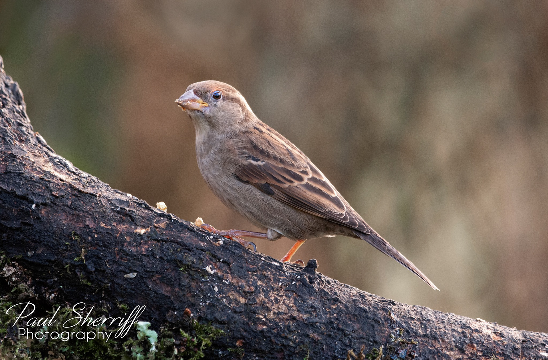 SPARROW