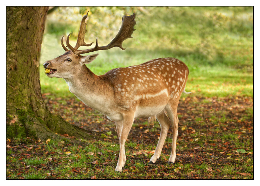 Fallow Deer at Dunham Massey