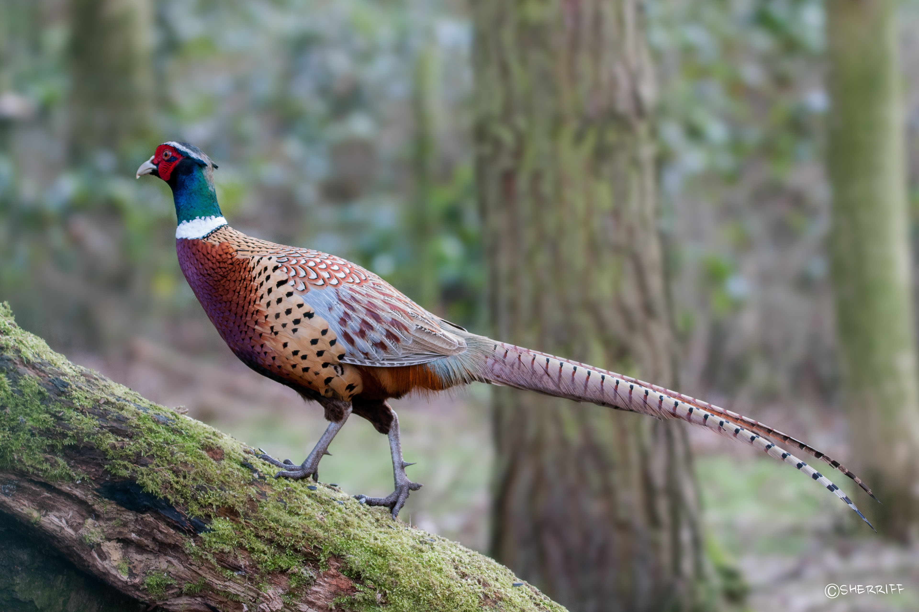 PHEASANT