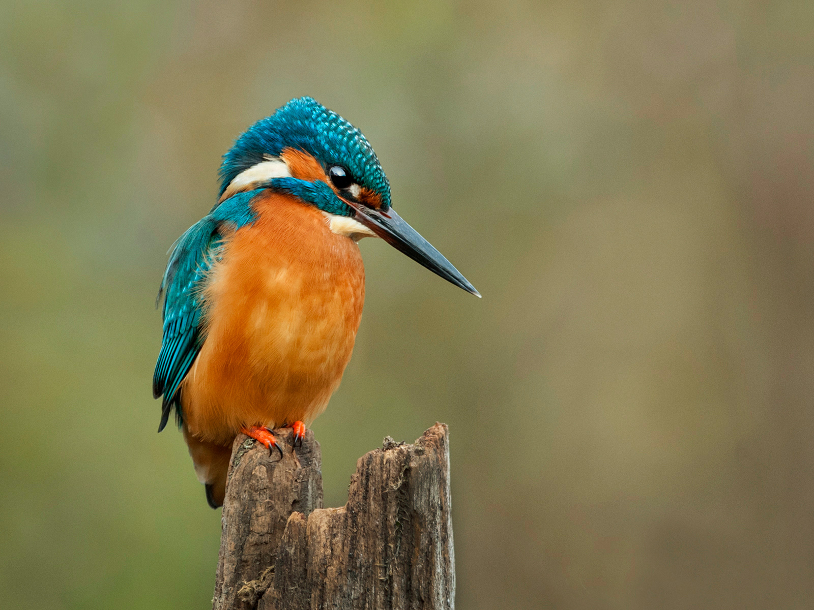 KINGFISHER