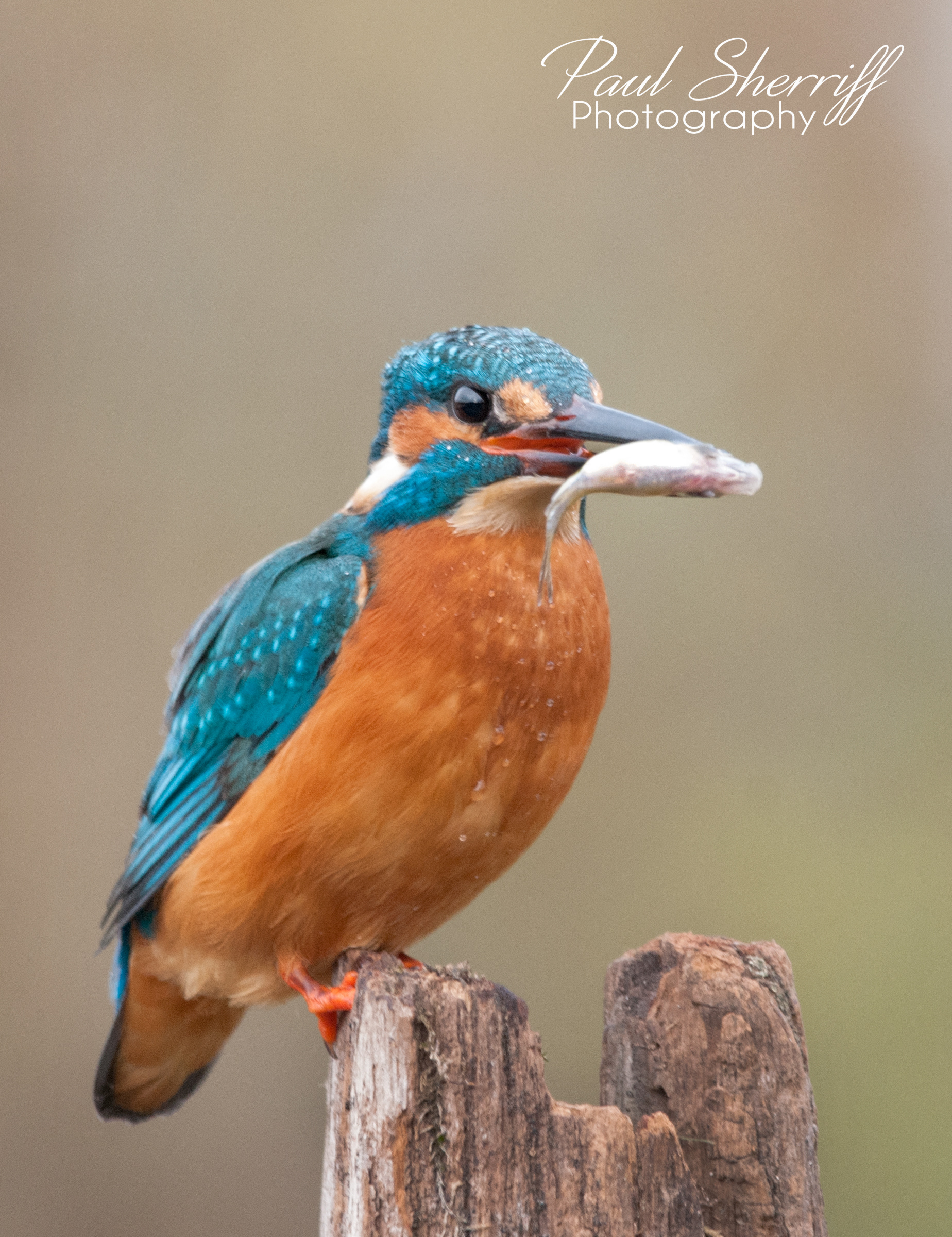 KINGFISHER