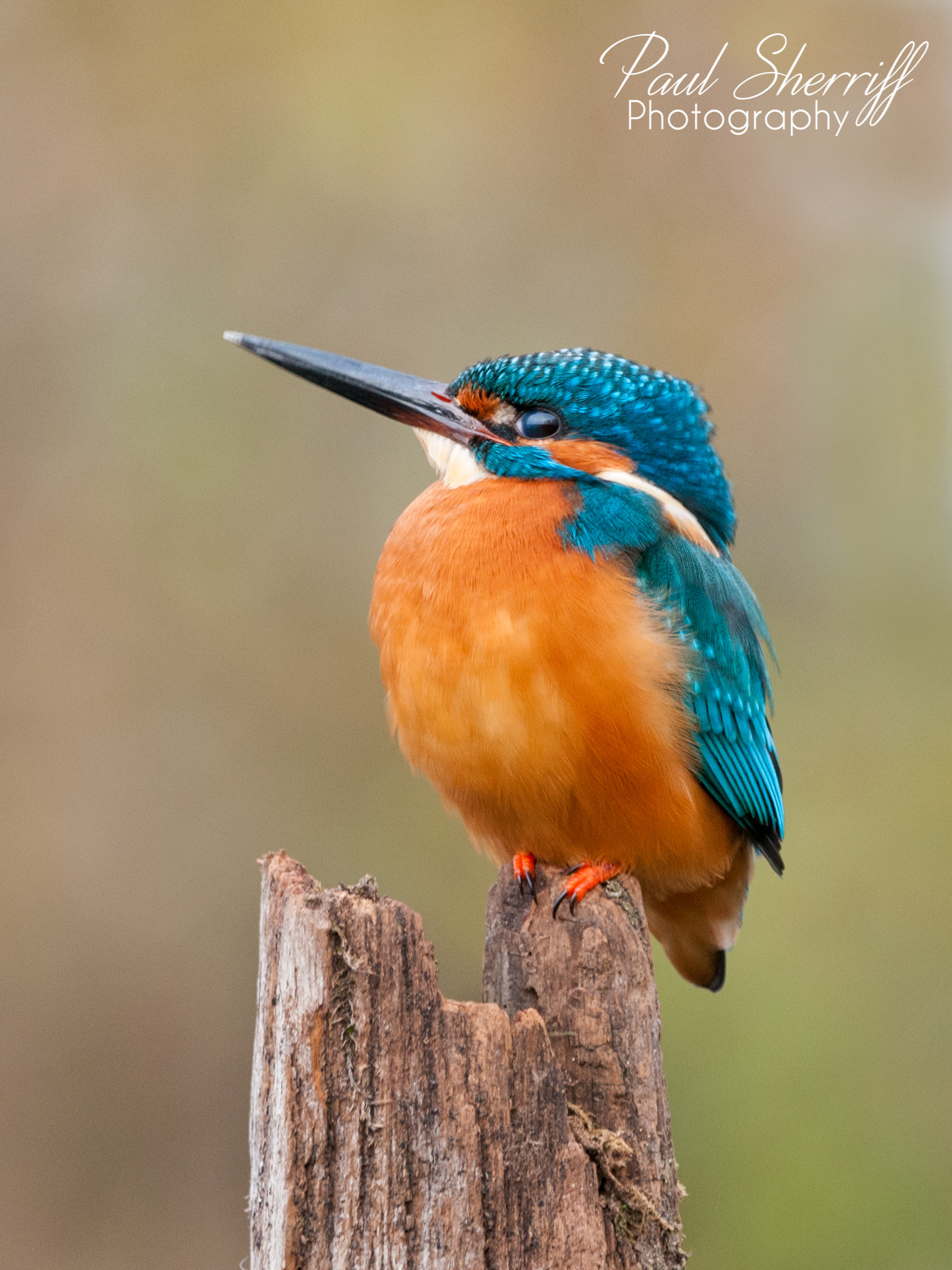 KINGFISHER