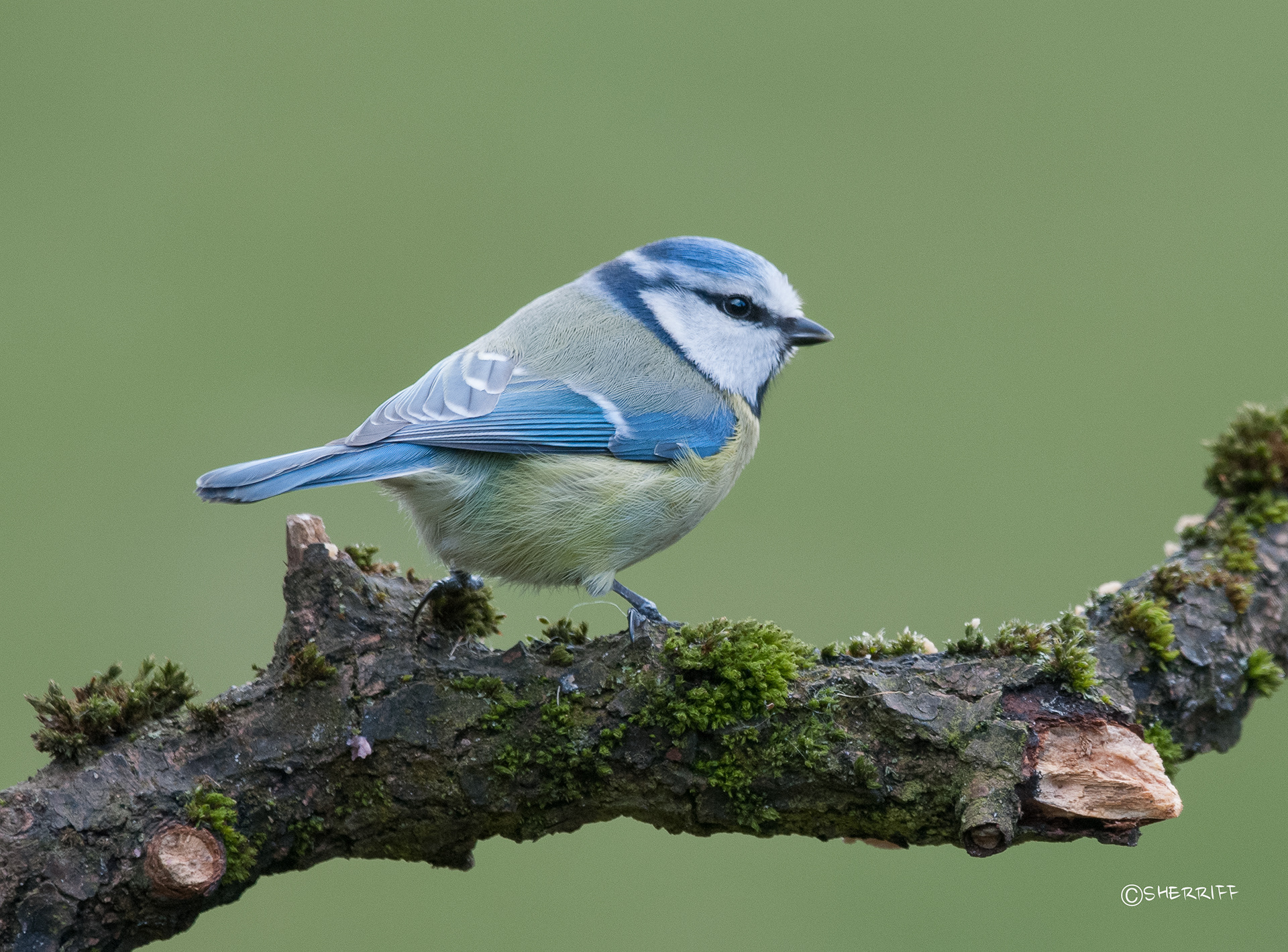 BLUE TIT
