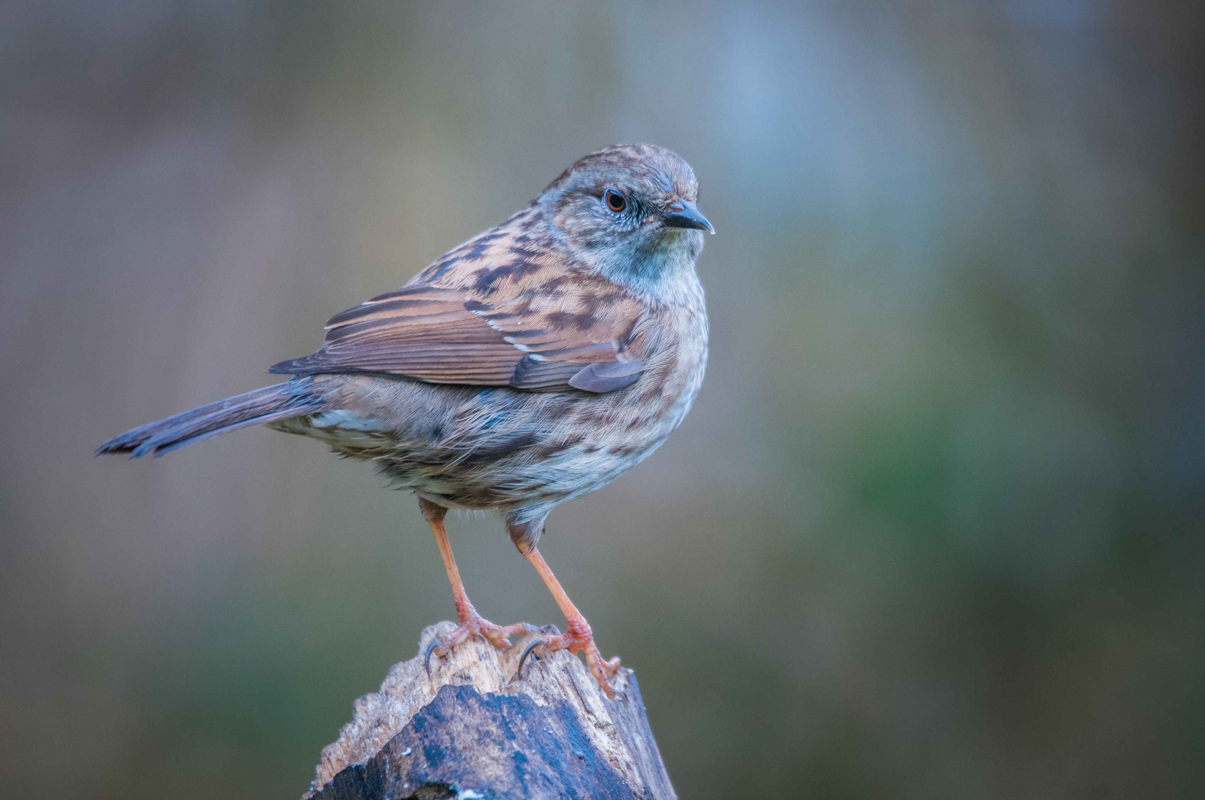 DUNNOCK