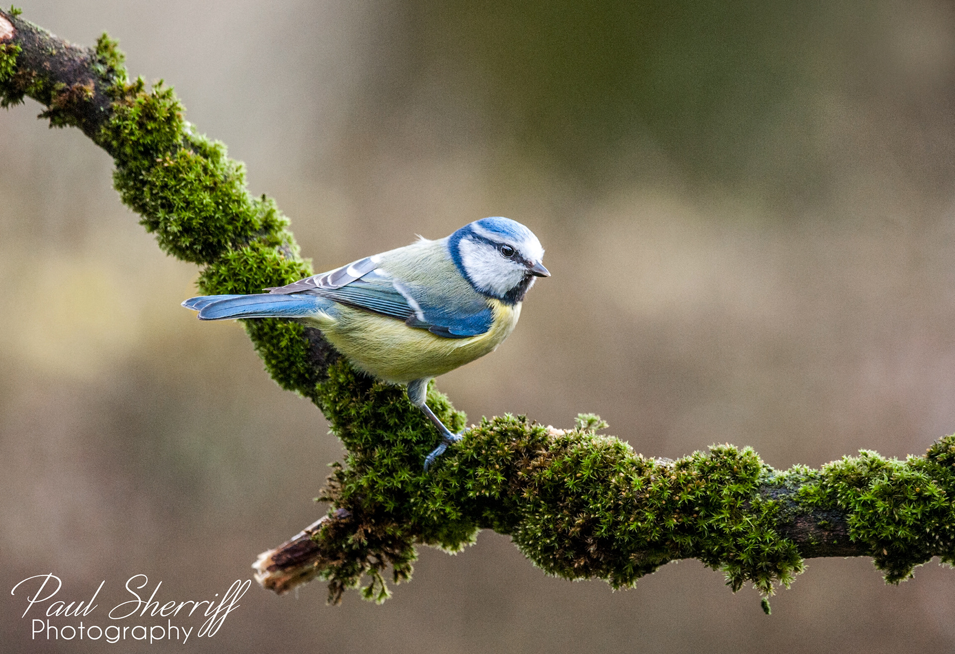 BLUE TIT