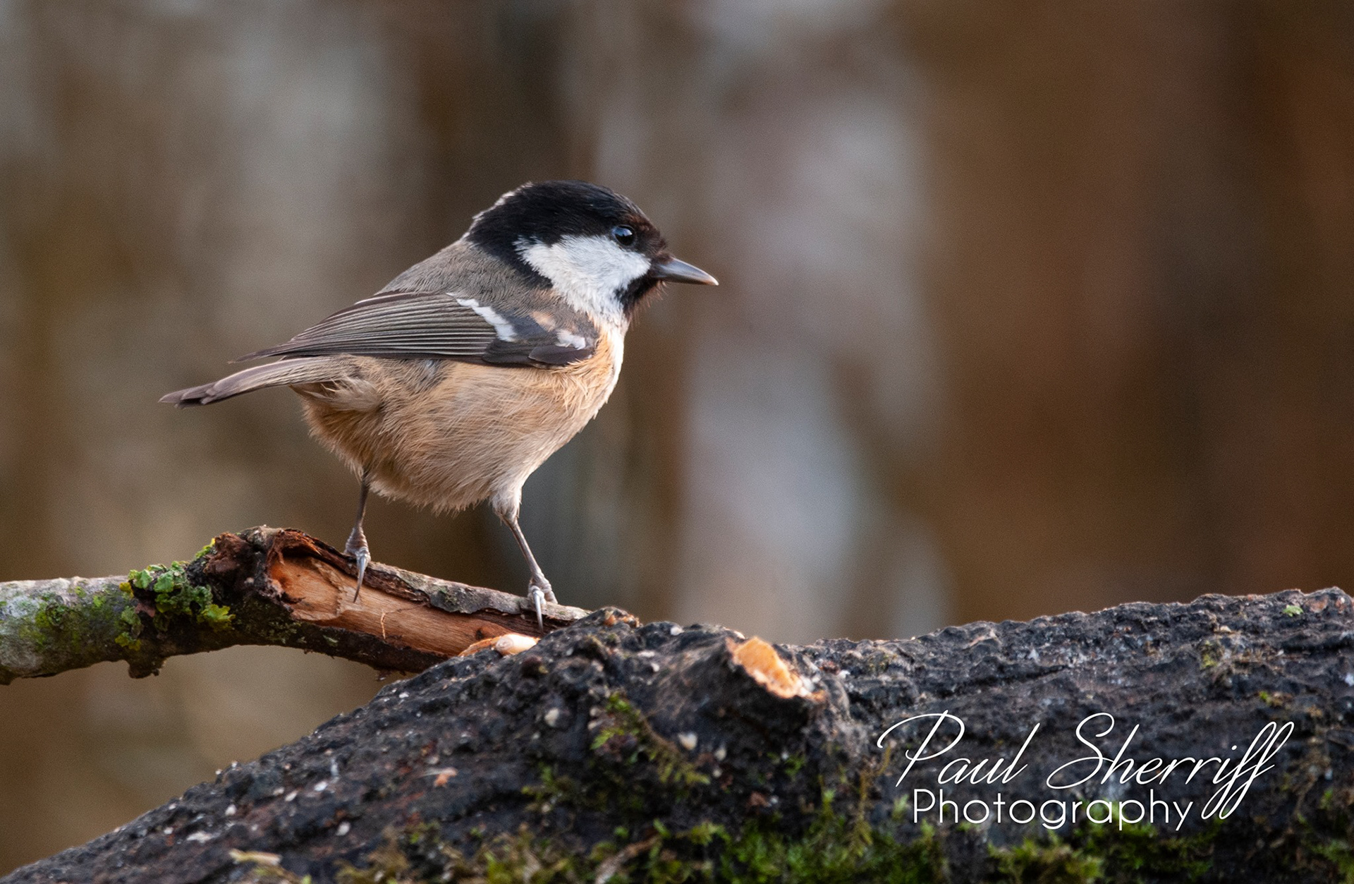 COAL TIT