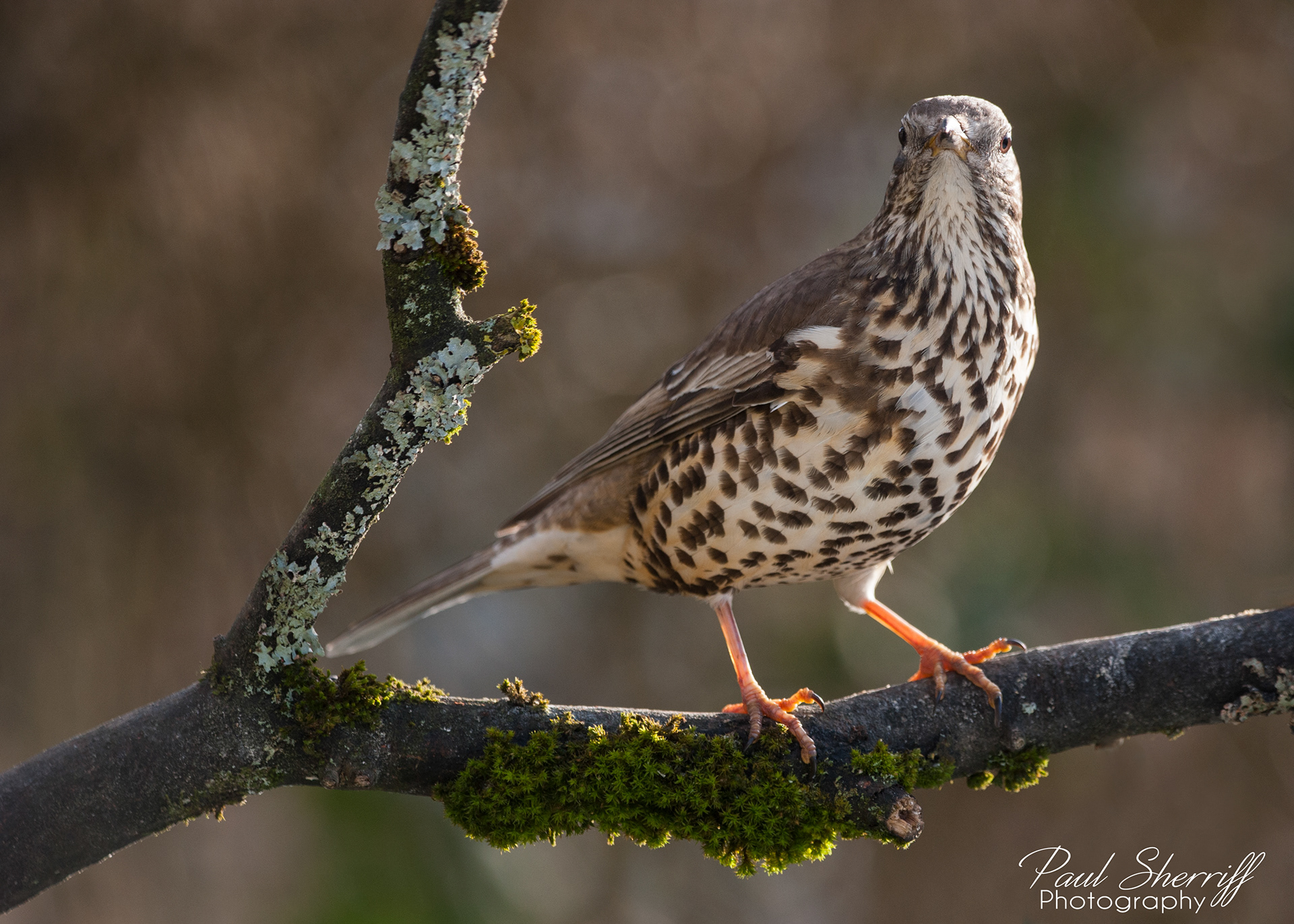 THRUSH