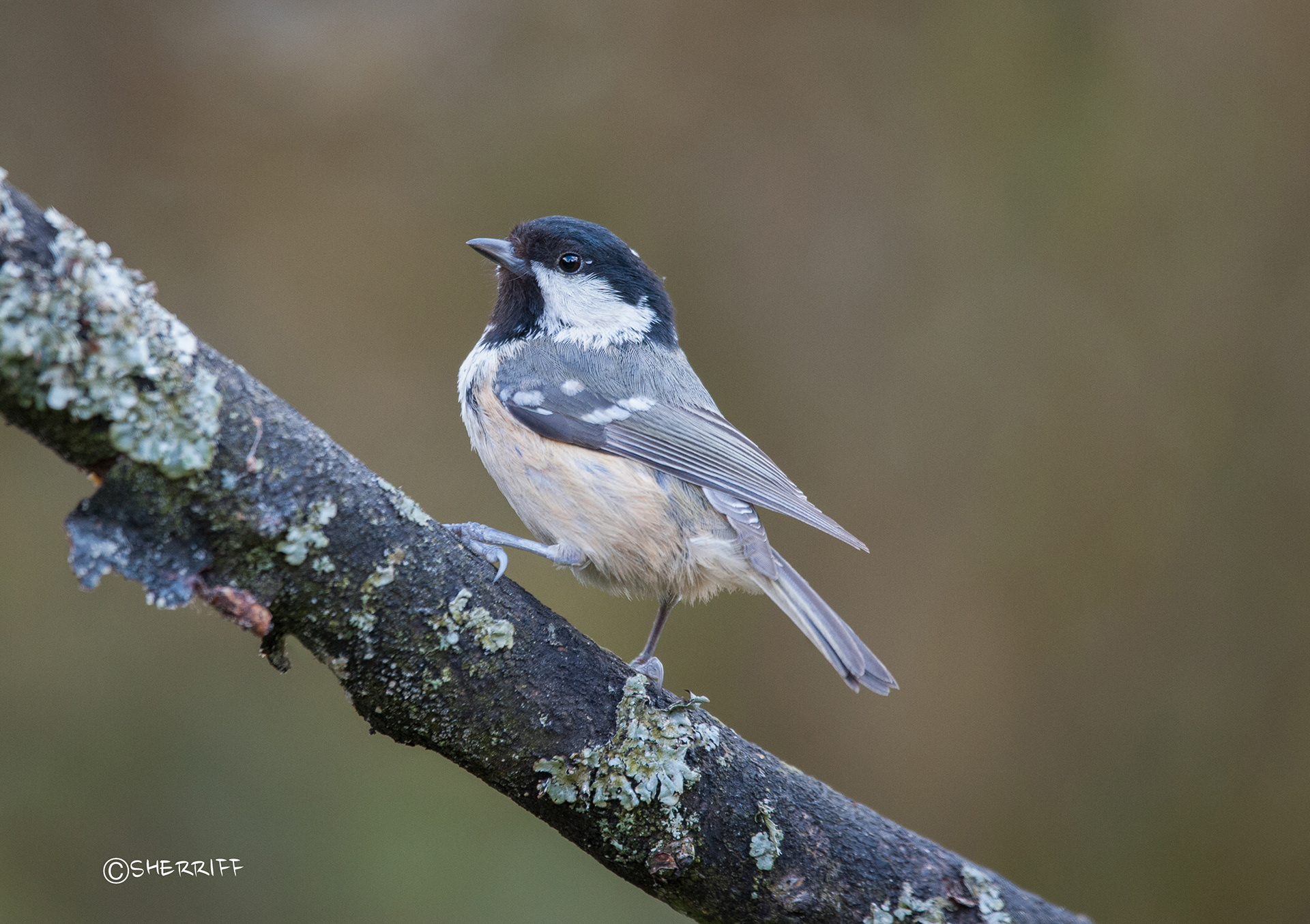 COAL TIT