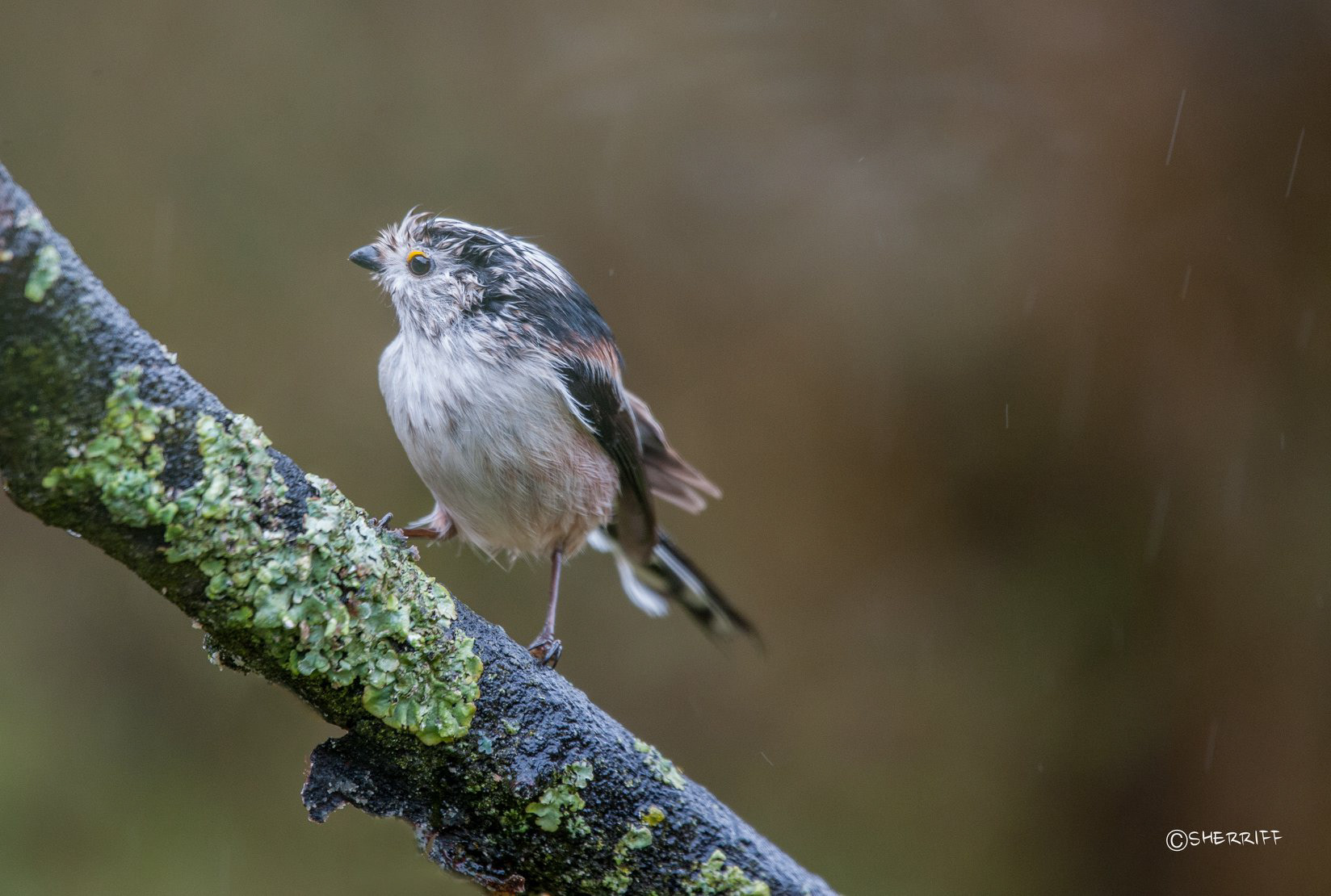 LONG TAILED TIT
