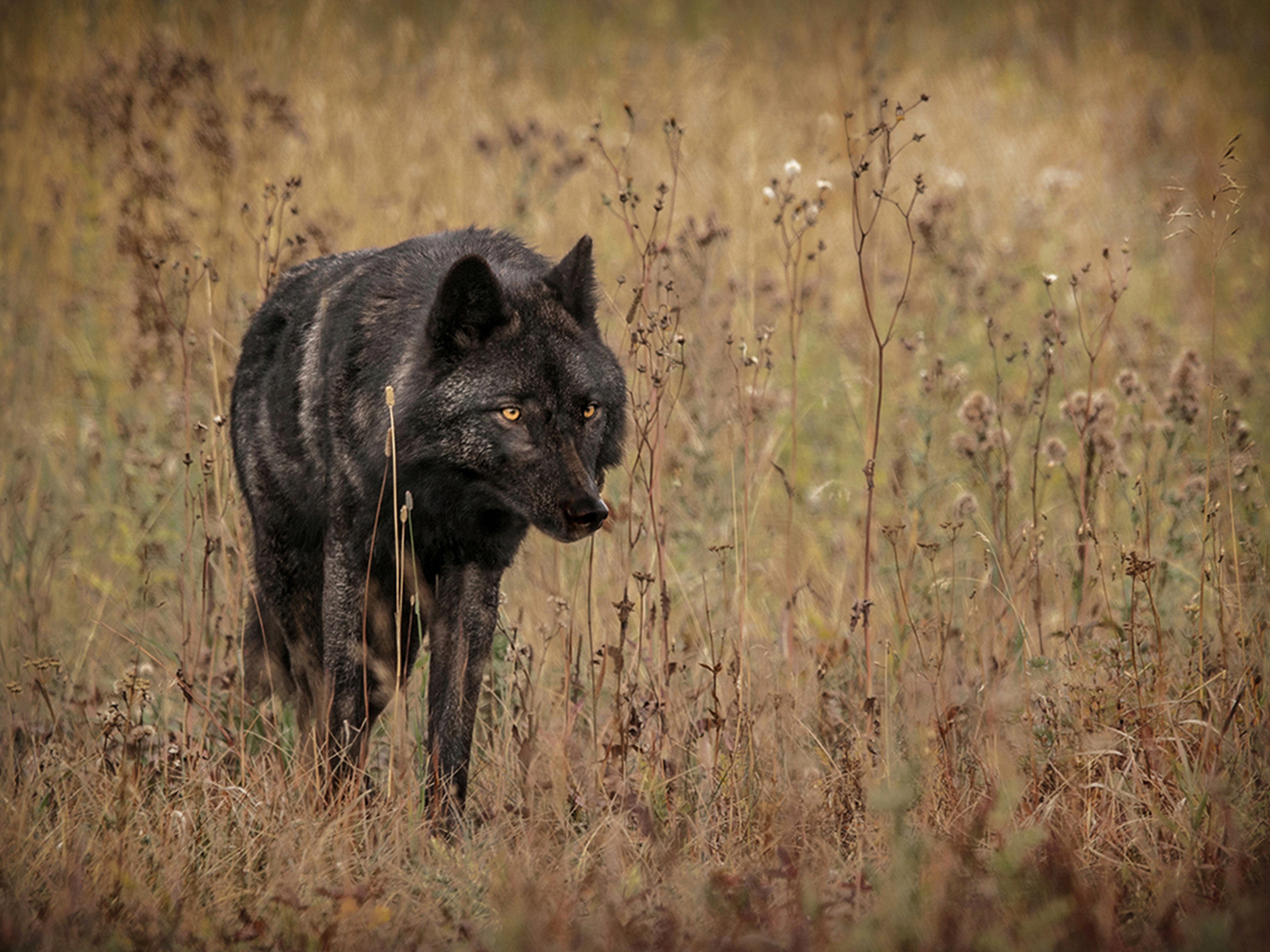 WOLF