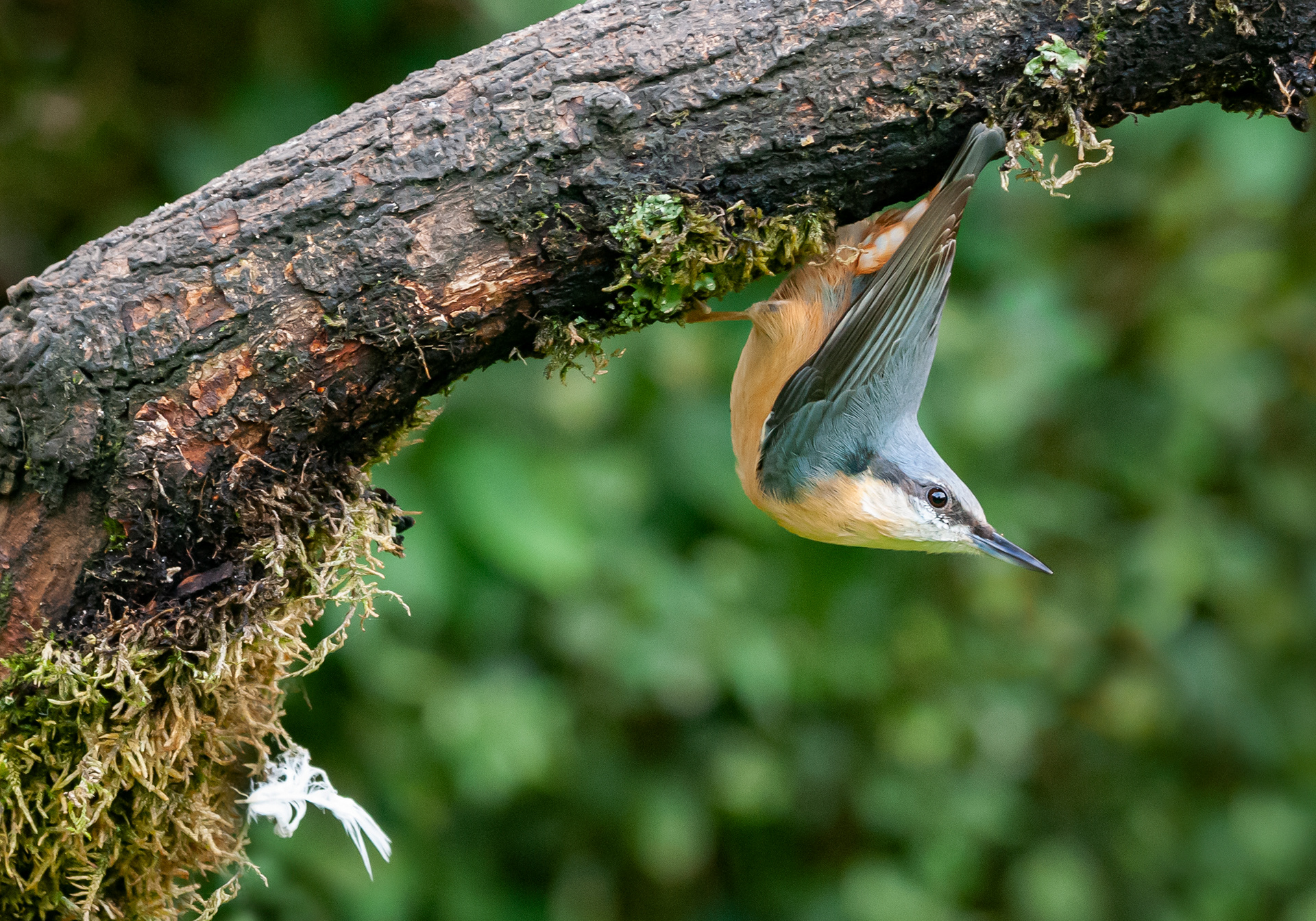 NUTHATCH