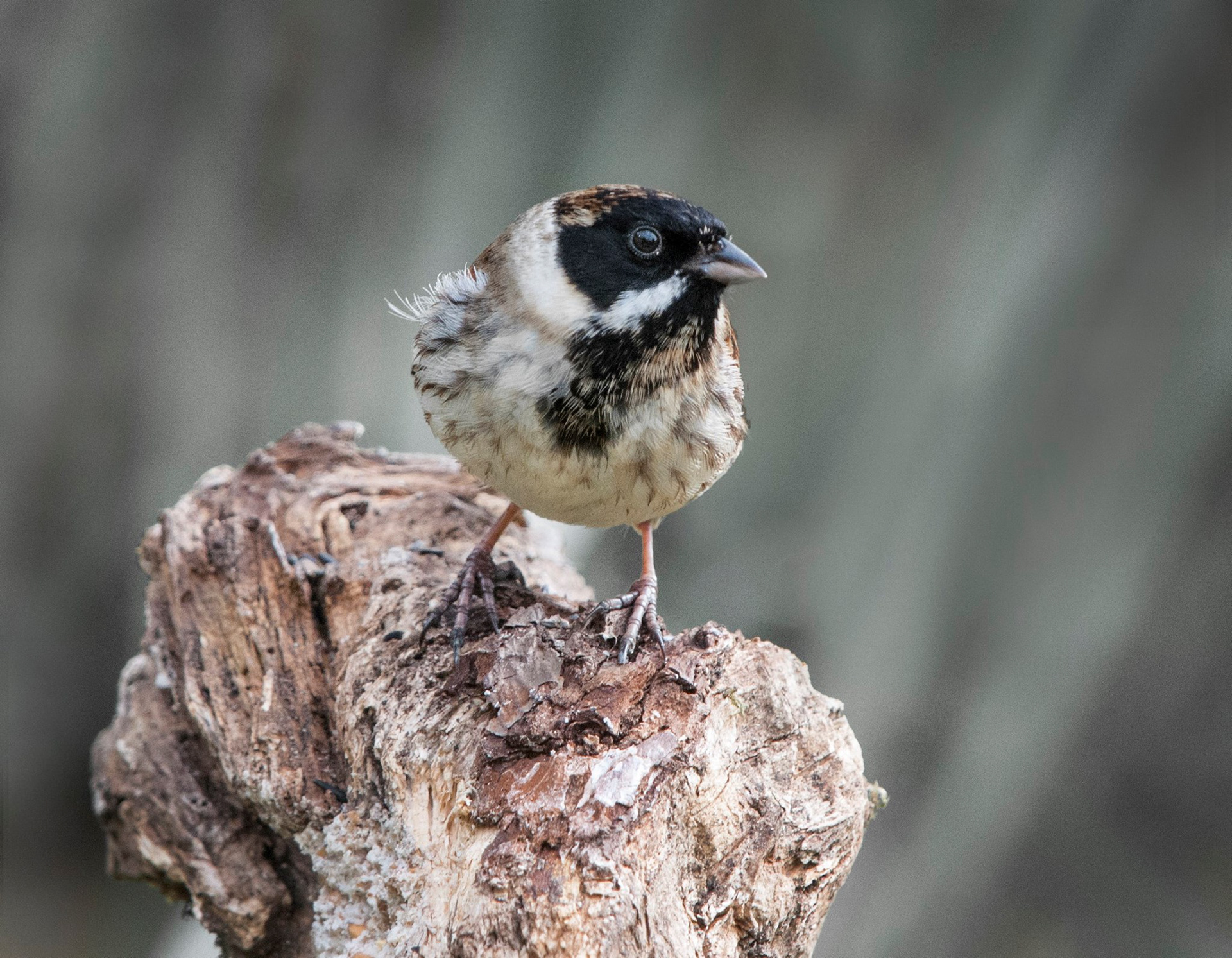 REED BUNTING