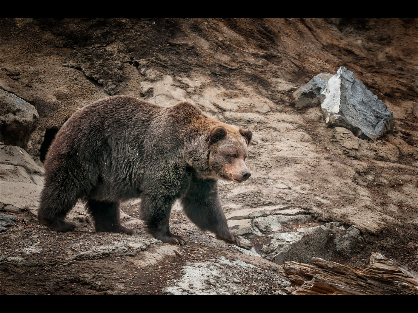 GRIZZLY BEAR