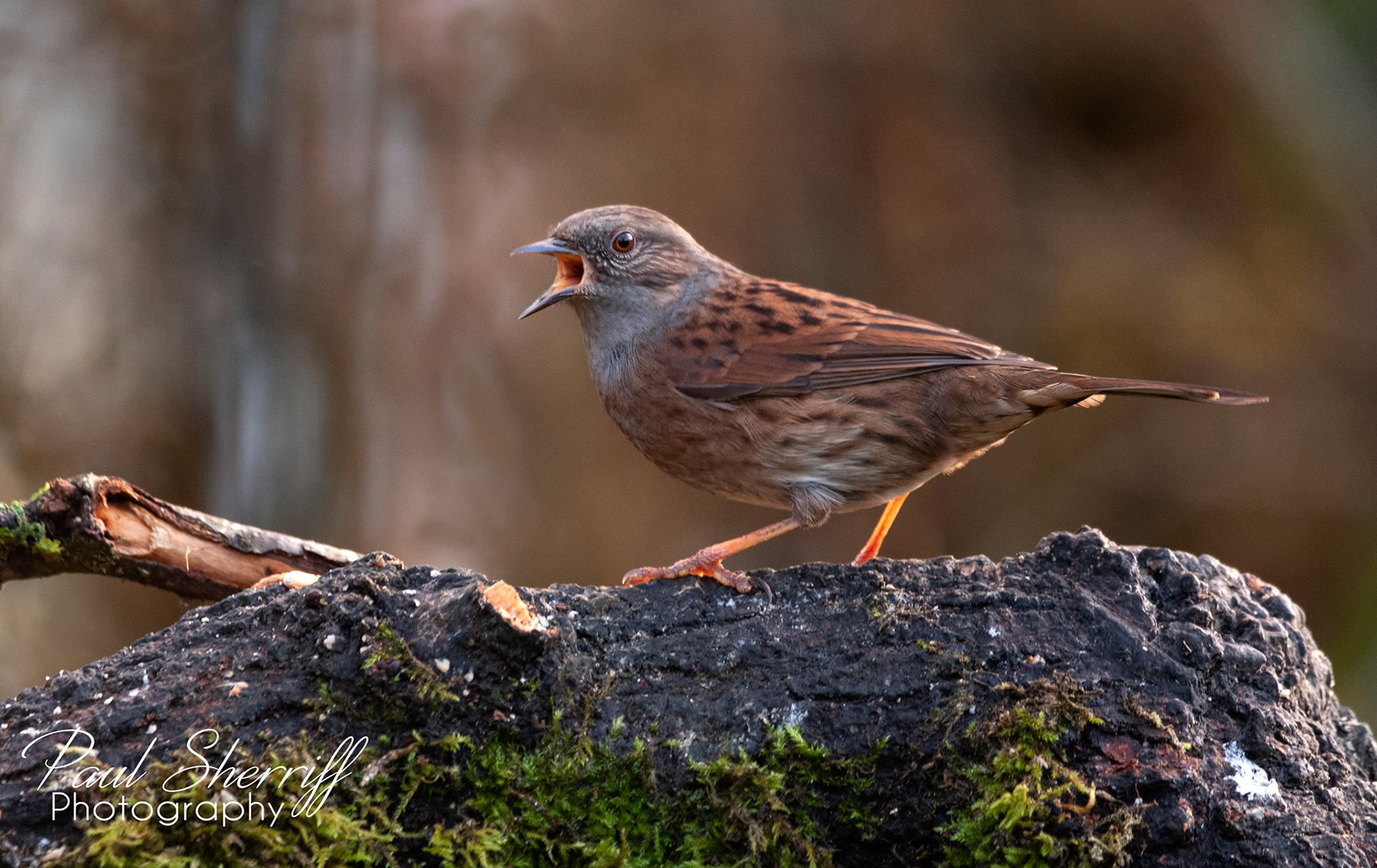 DUNNOCK