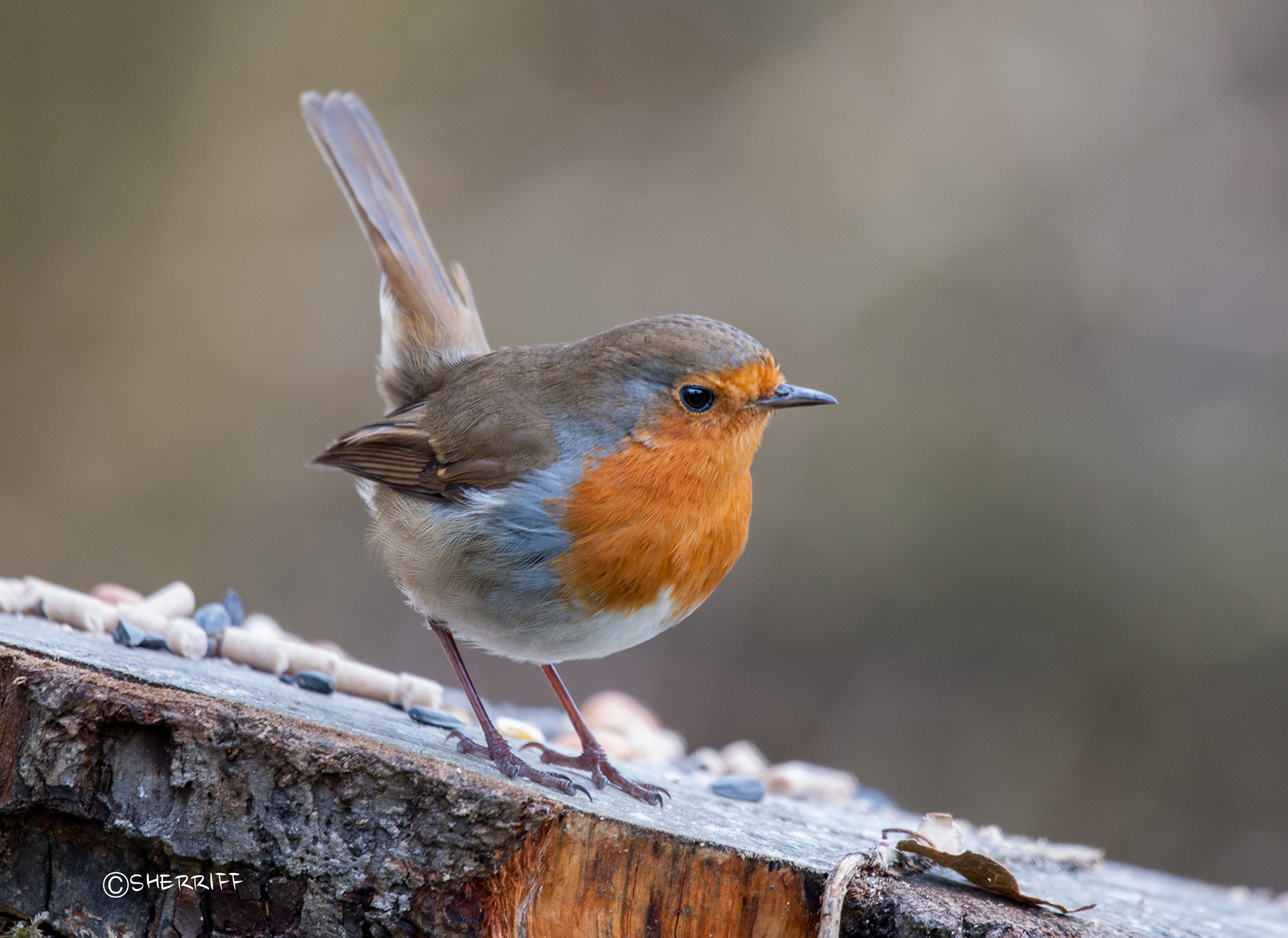 ROBIN
