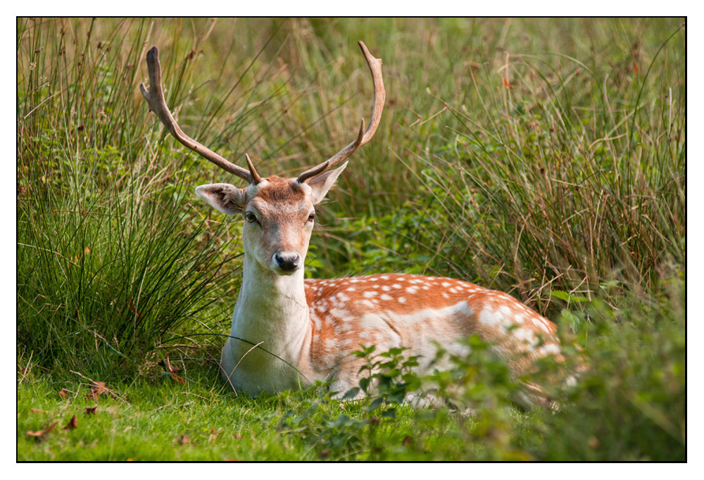 Fallow Deer at Dunham Massey