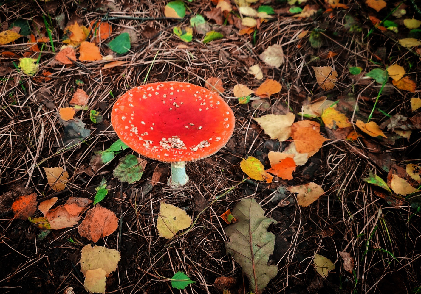 Fly Agaric