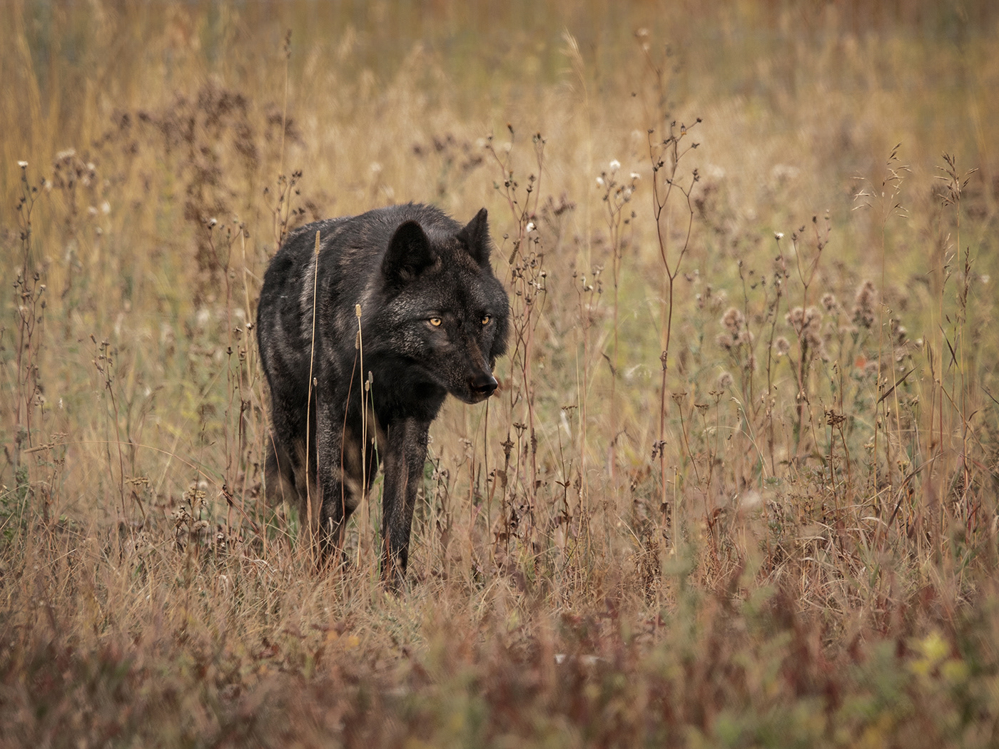 CANADIAN WOLF