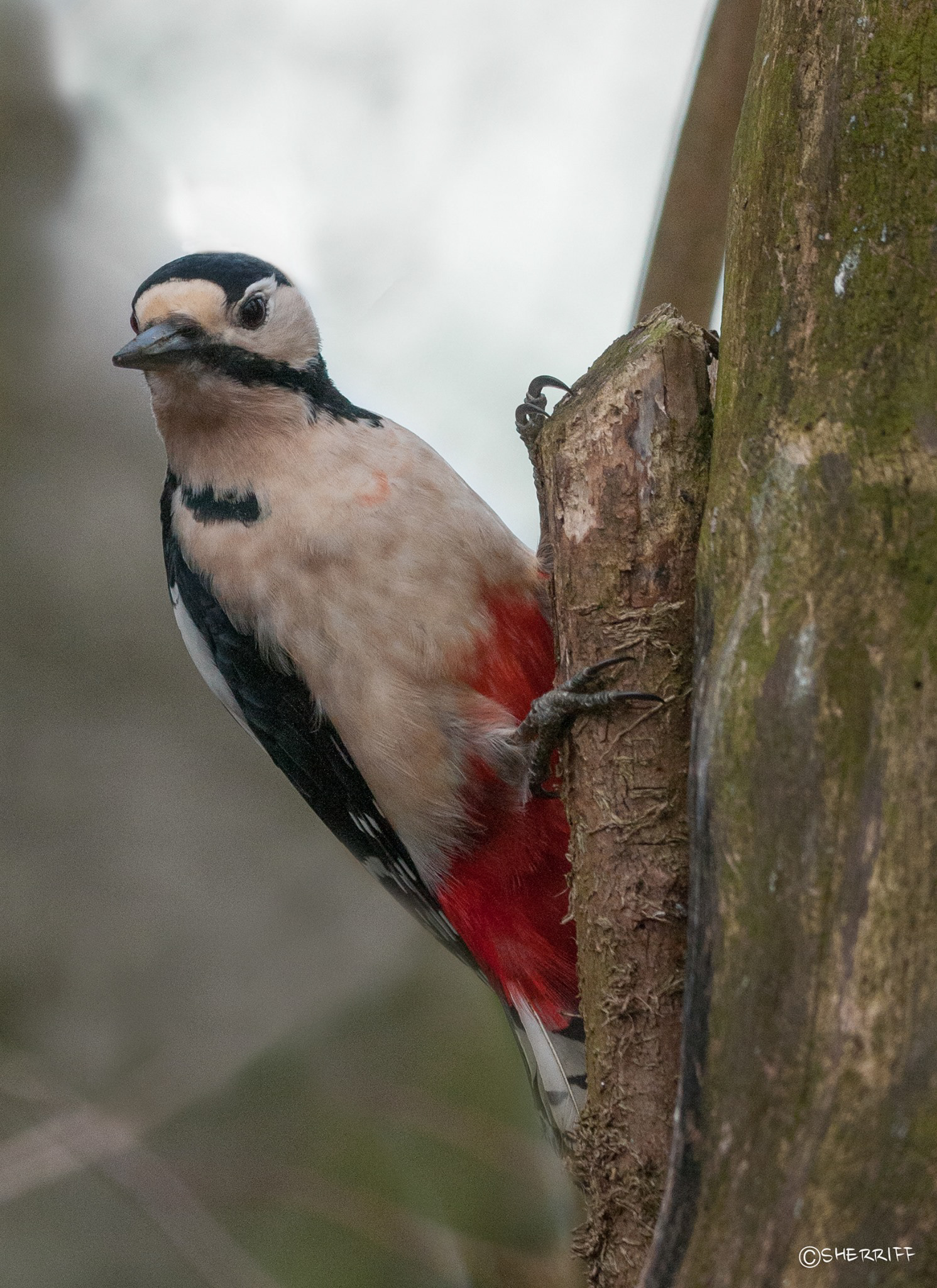 WOODPECKER