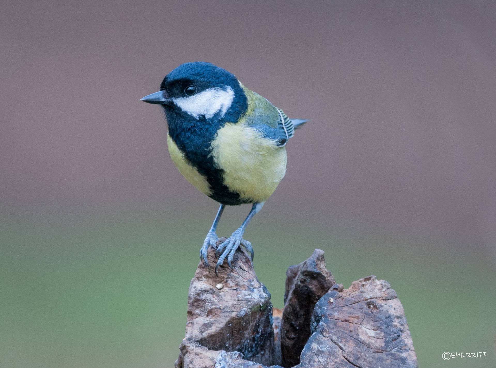 GREAT TIT