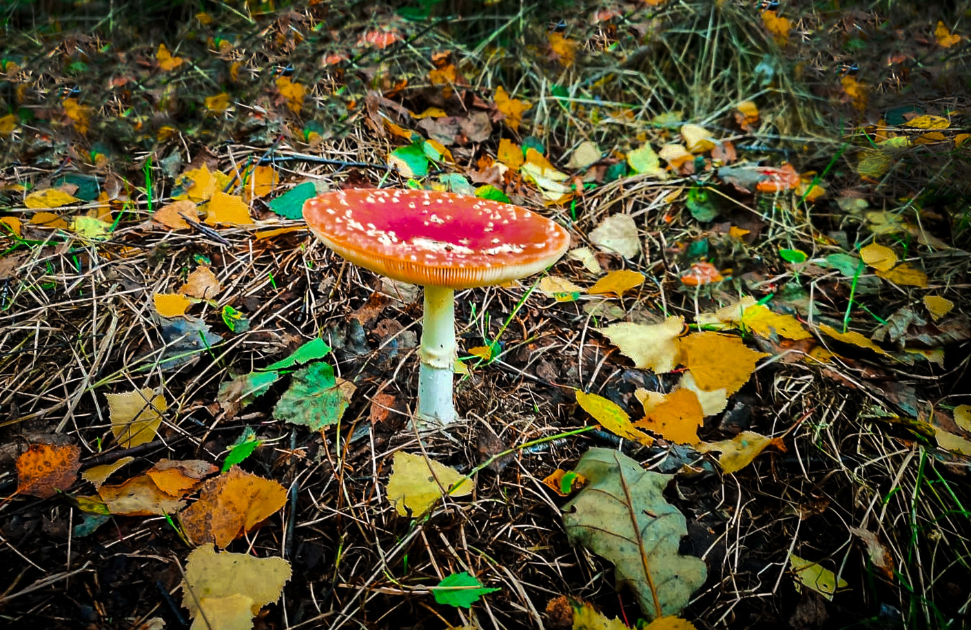 Fly Agaric