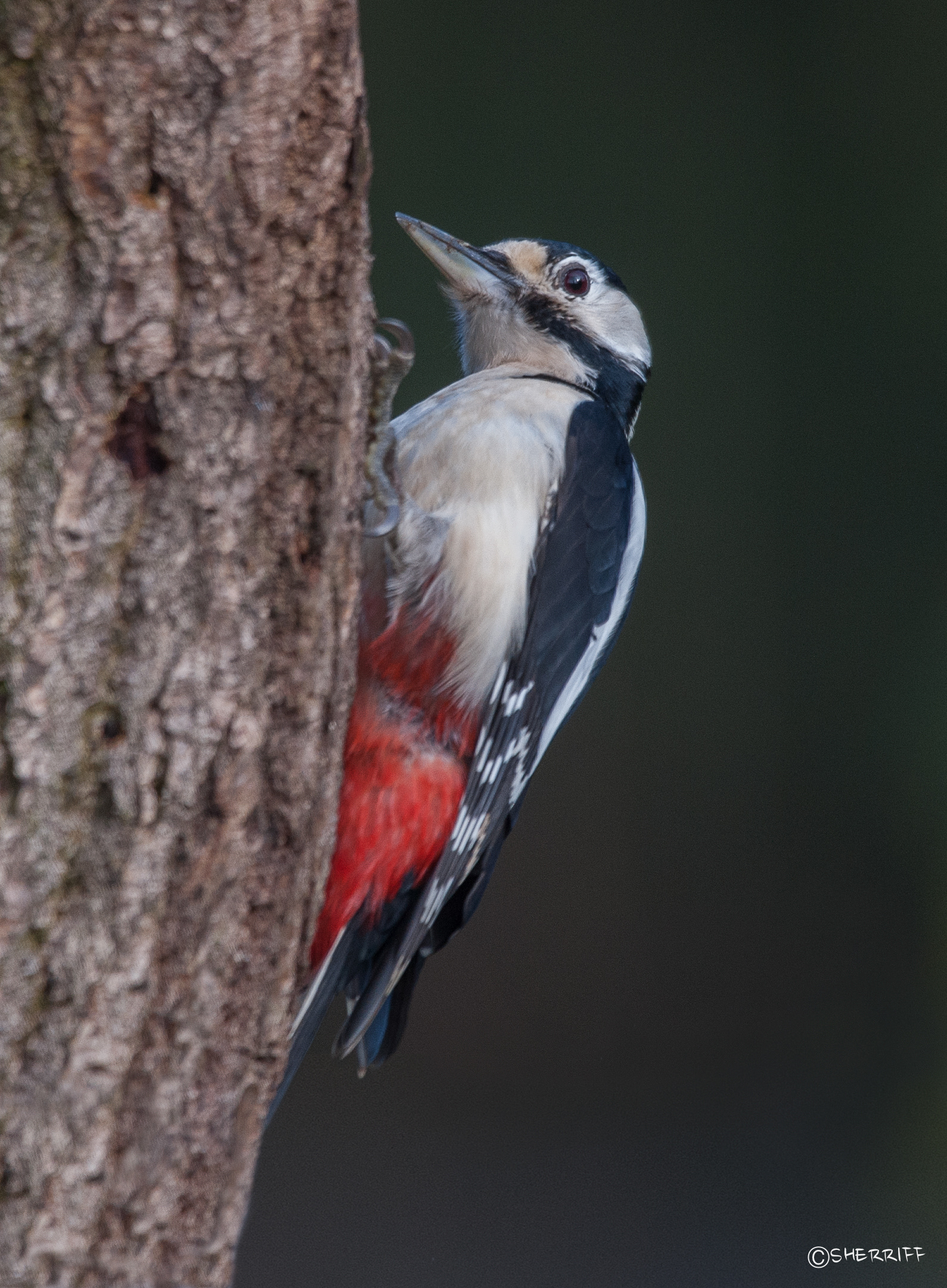 WOODPECKER