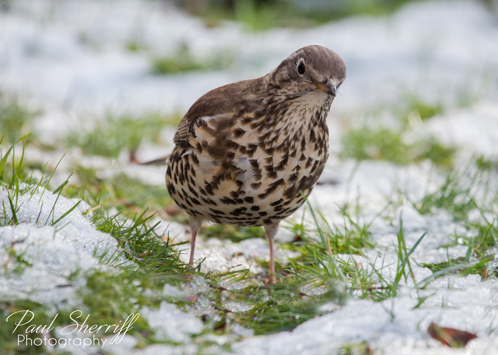 THRUSH