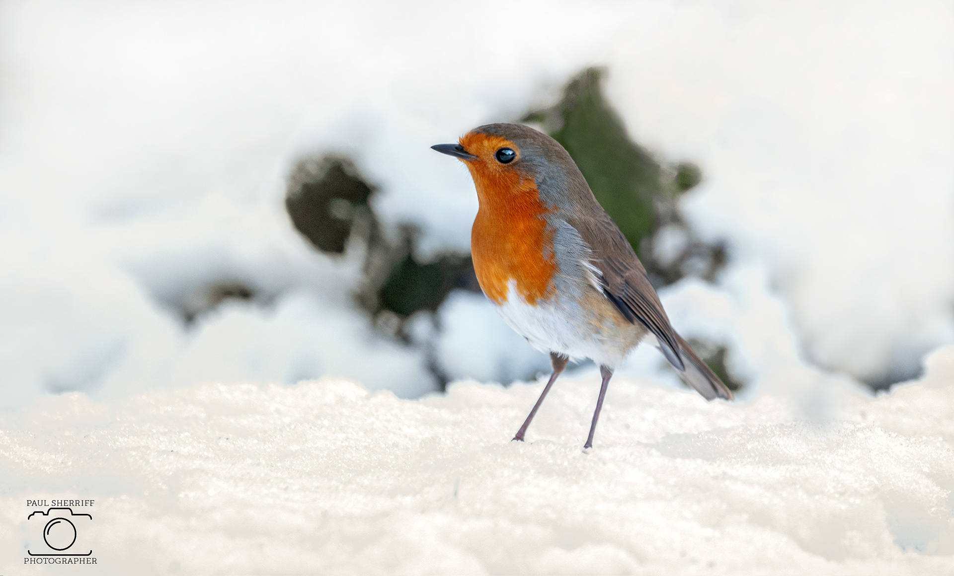 CHRISTMAS ROBIN