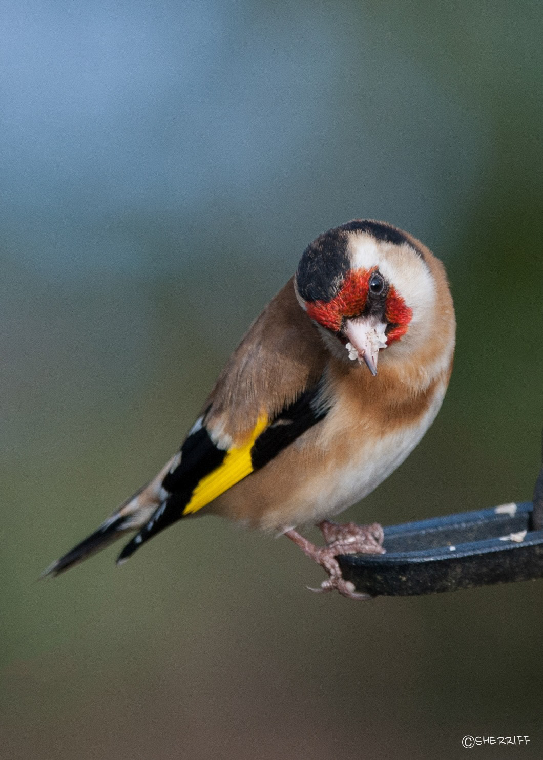 GOLDFINCH
