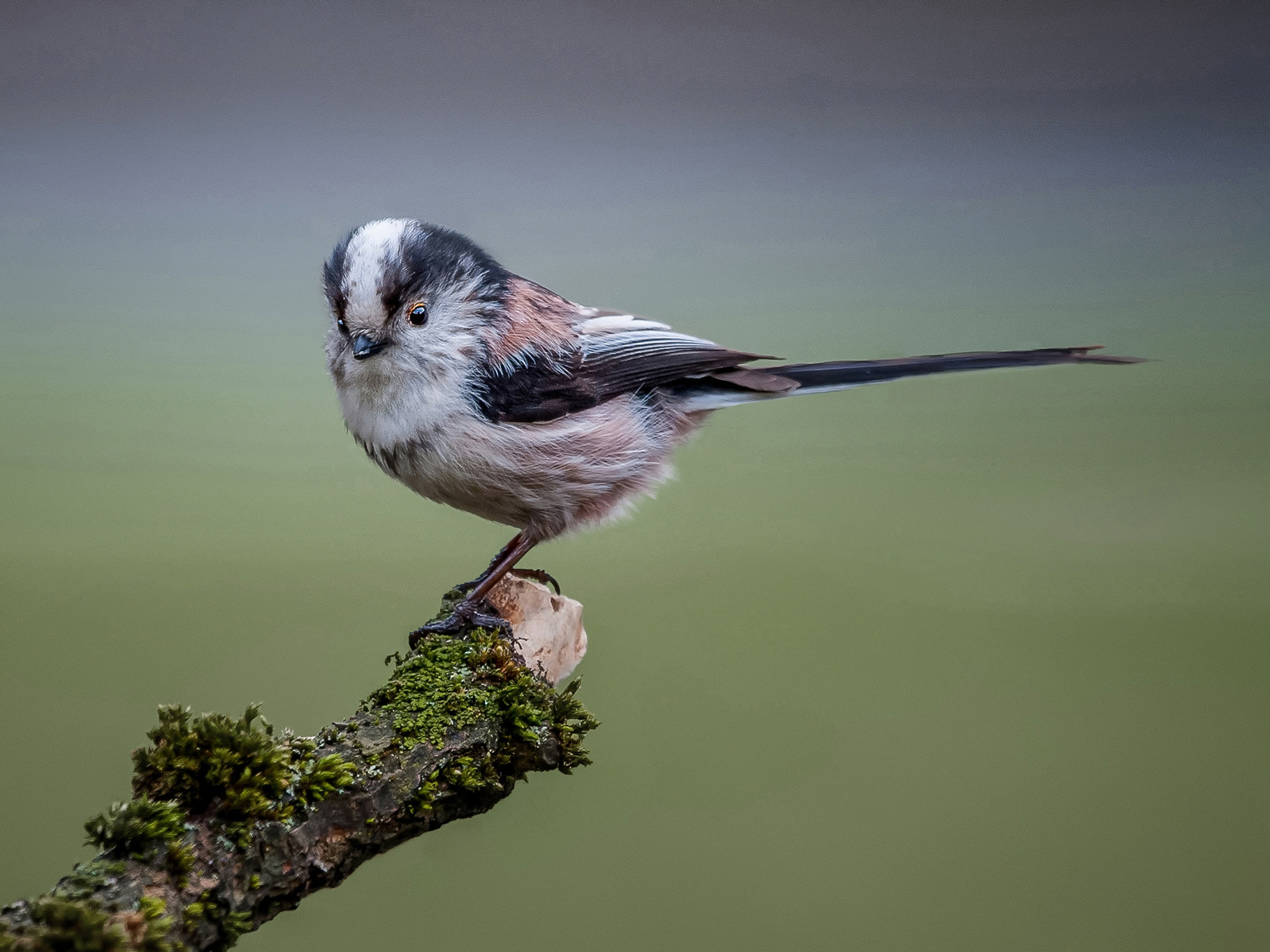LONG TAILED TIT