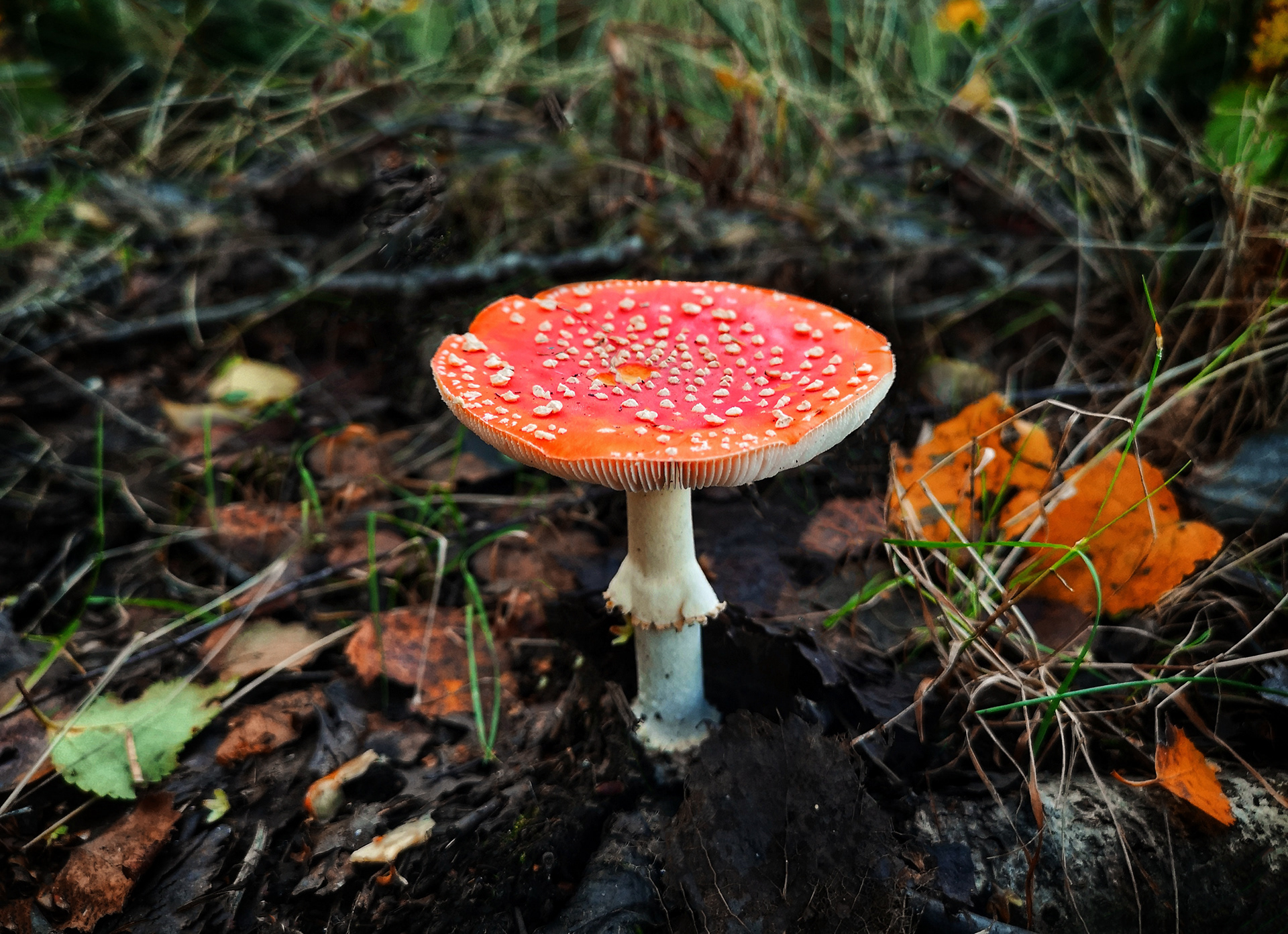 Fly Agaric