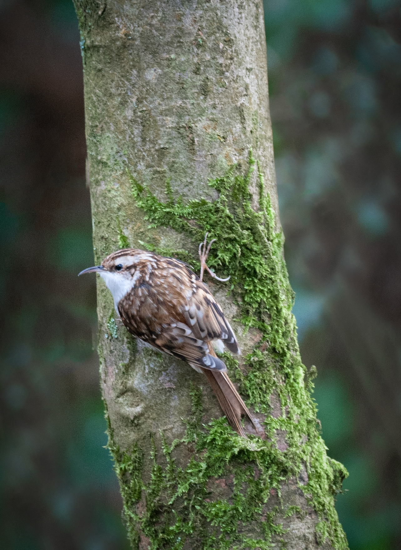 Tree creeper