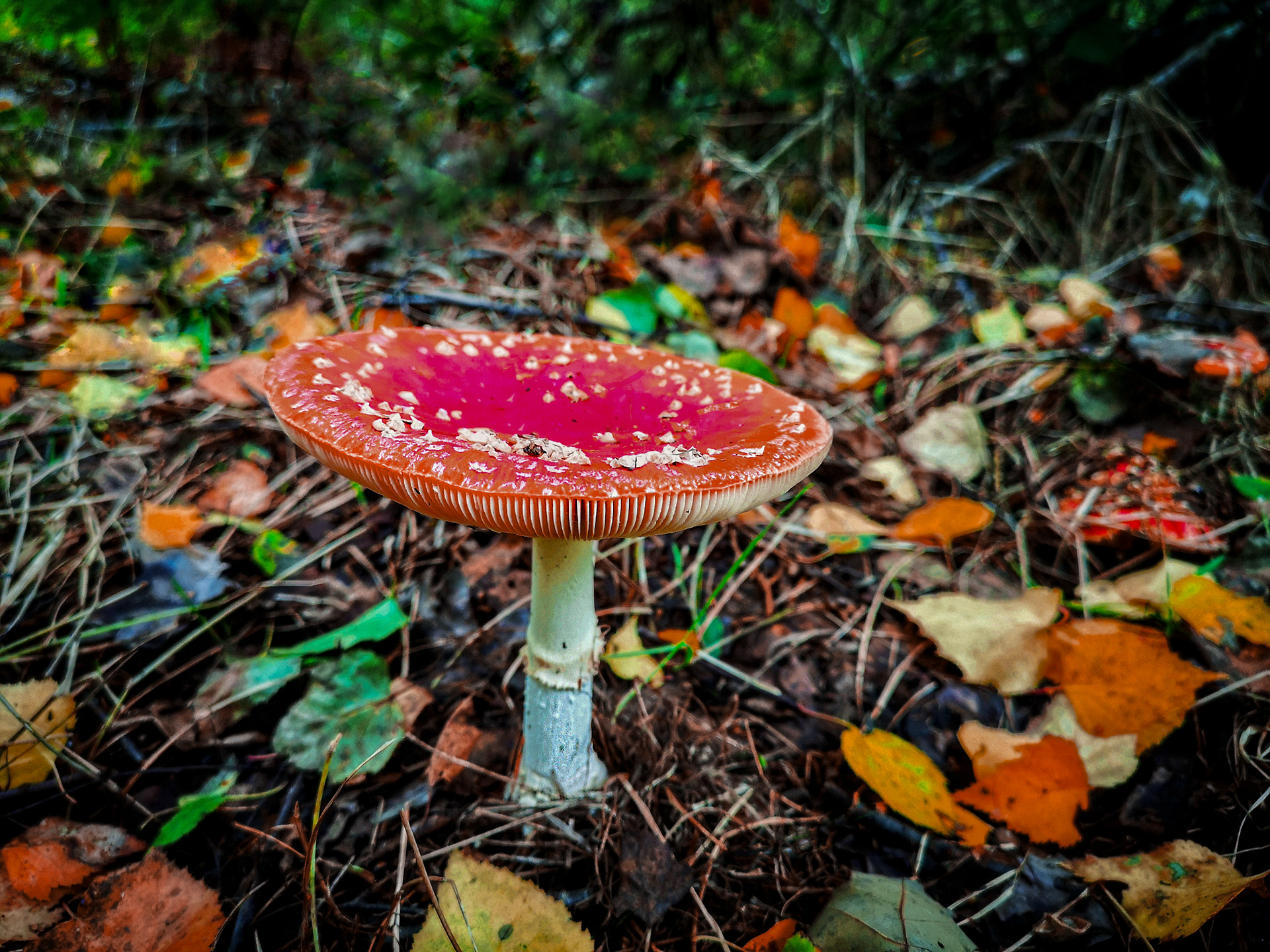 Fly Agaric