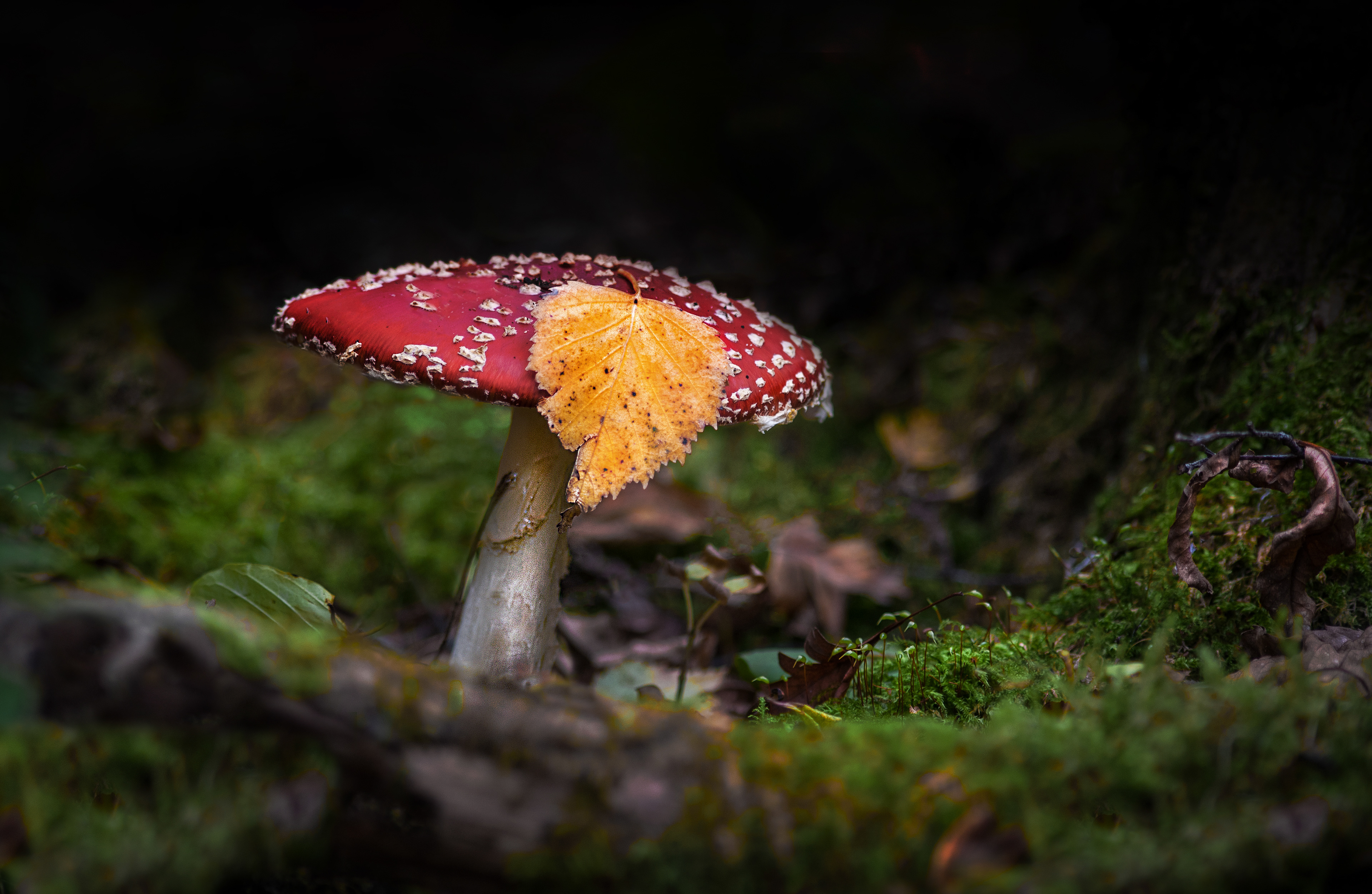 Fly Agaric