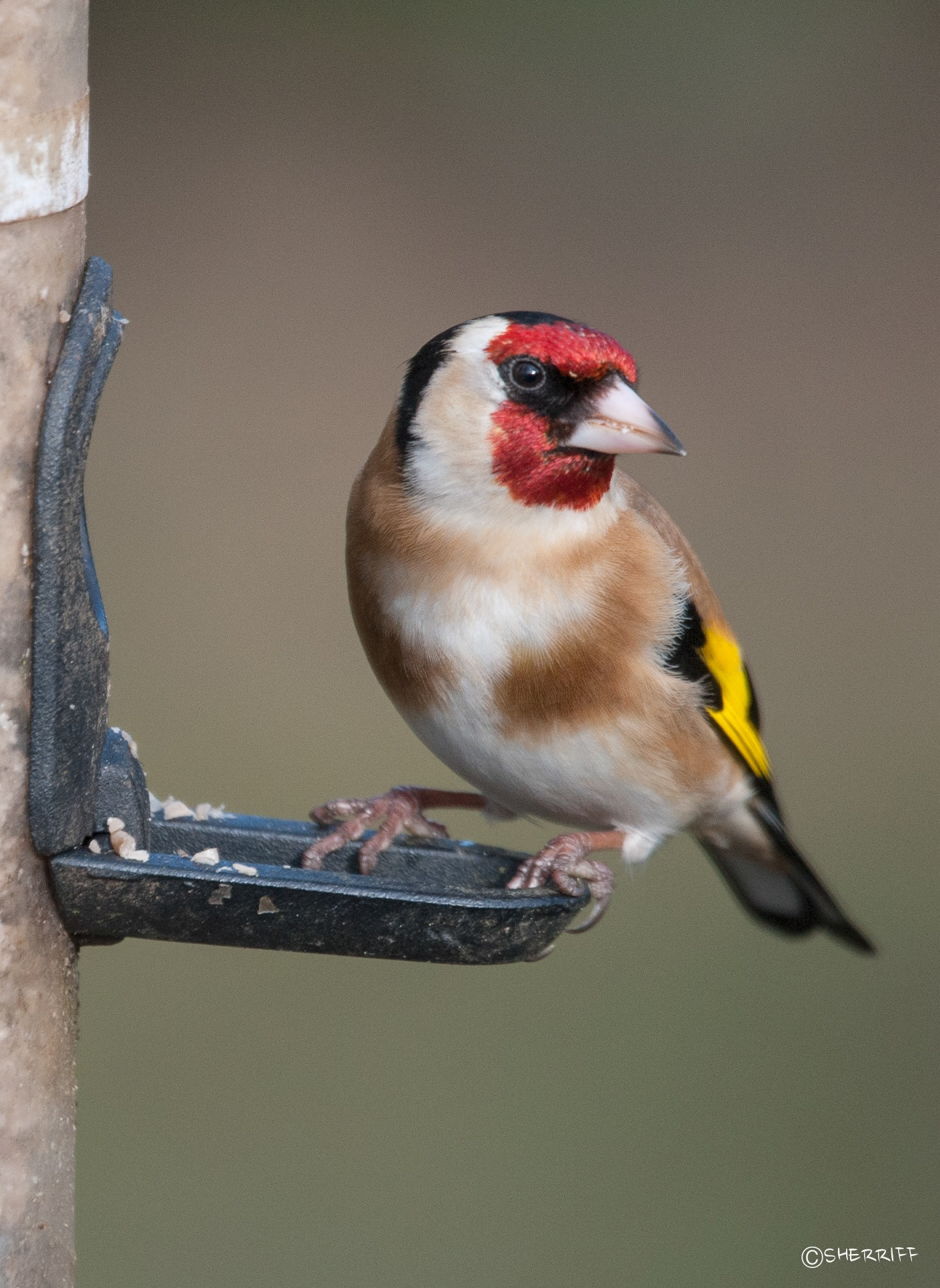 GOLDFINCH