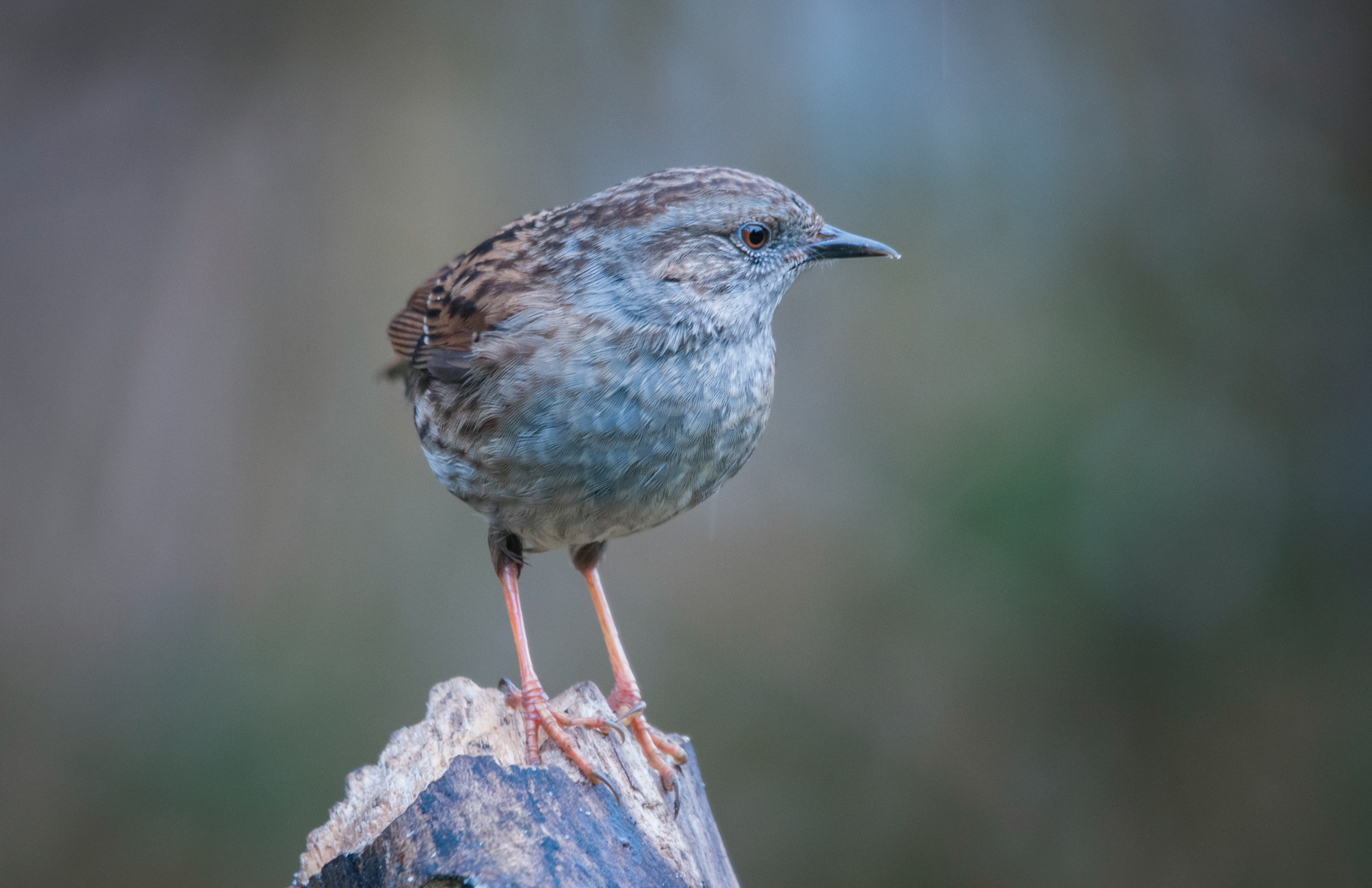 DUNNOCK