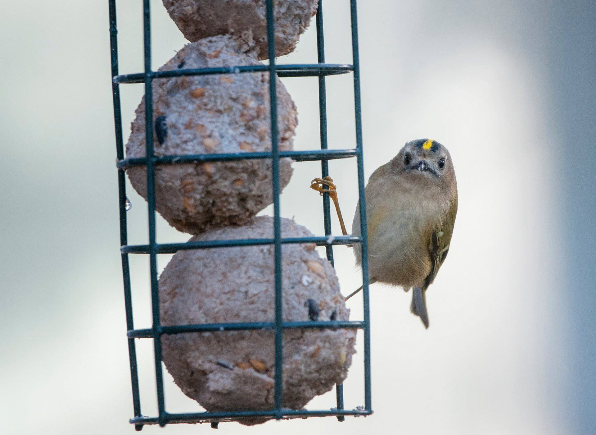 GOLDCREST