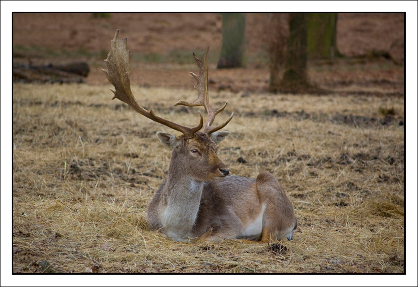 Fallow Deer at Dunham Massey