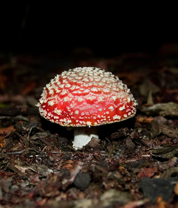 Fly Agaric
