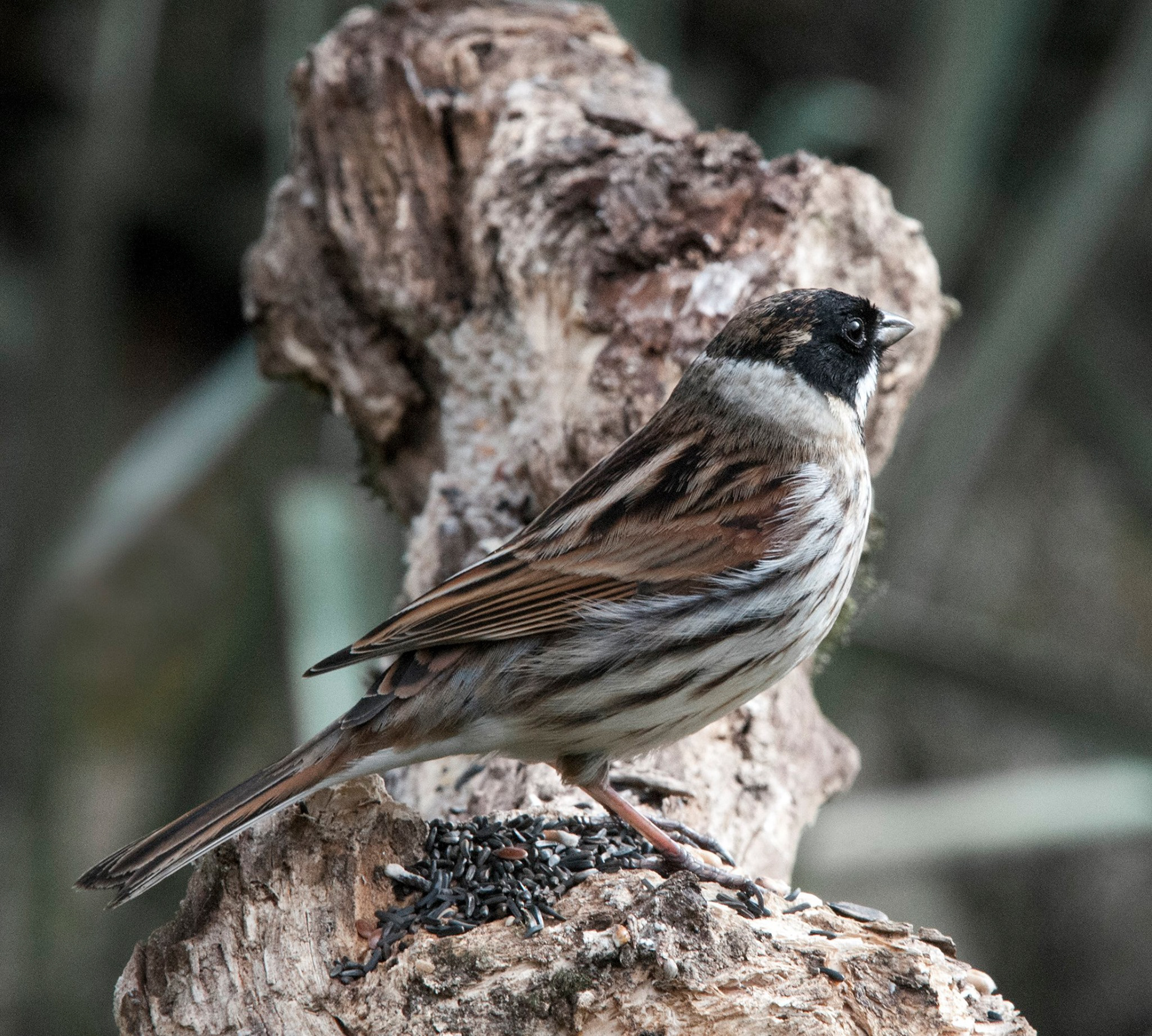 REED BUNTING