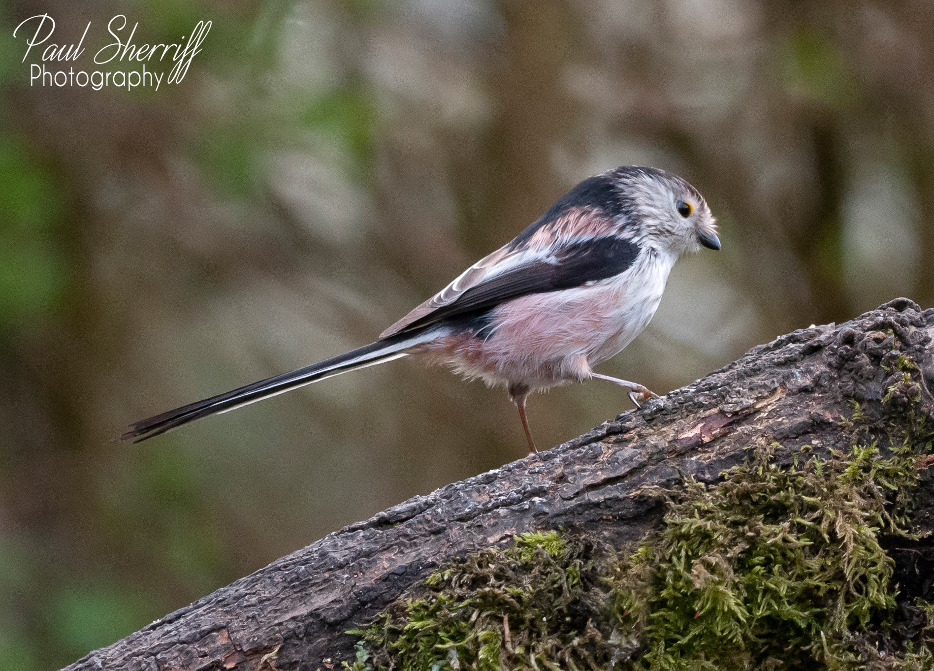 LONG TAILED TIT