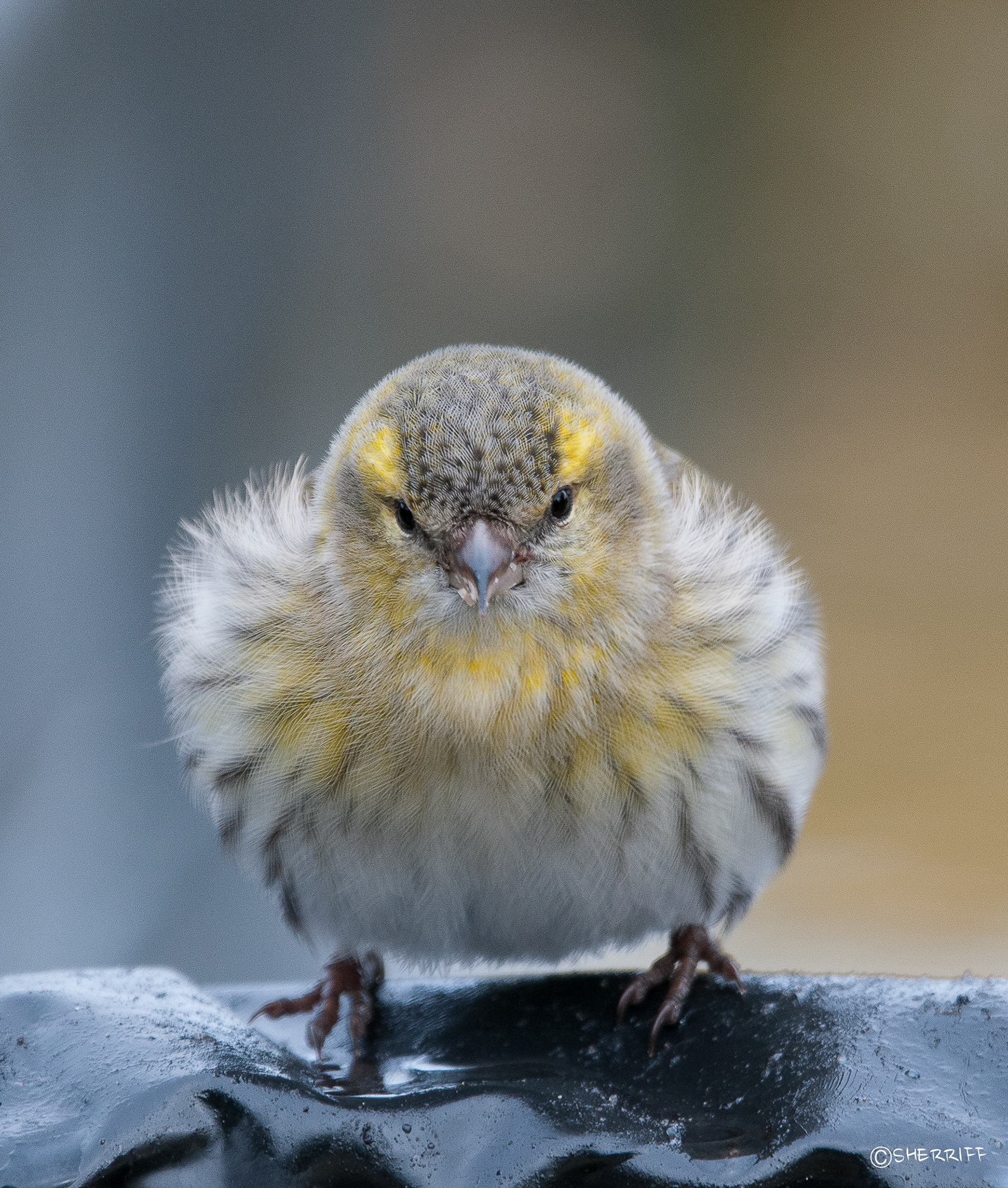 SISKIN