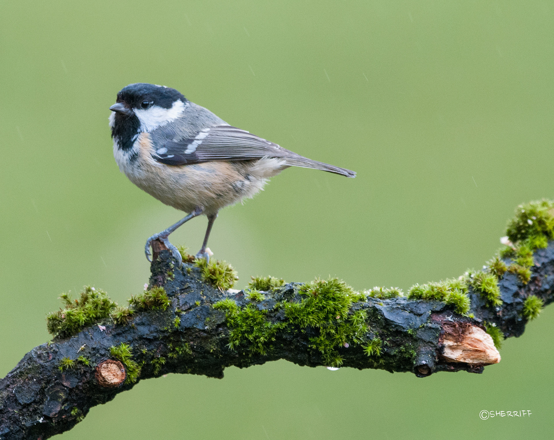 COAL TIT