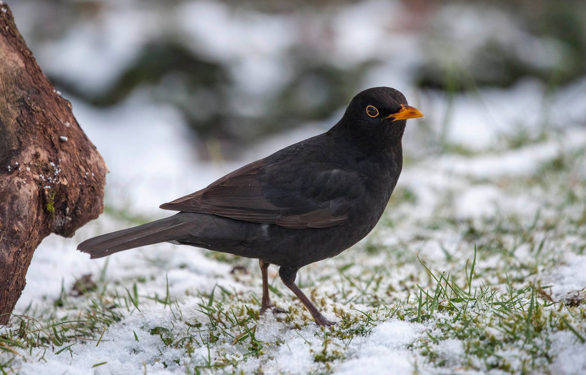 BLACKBIRD