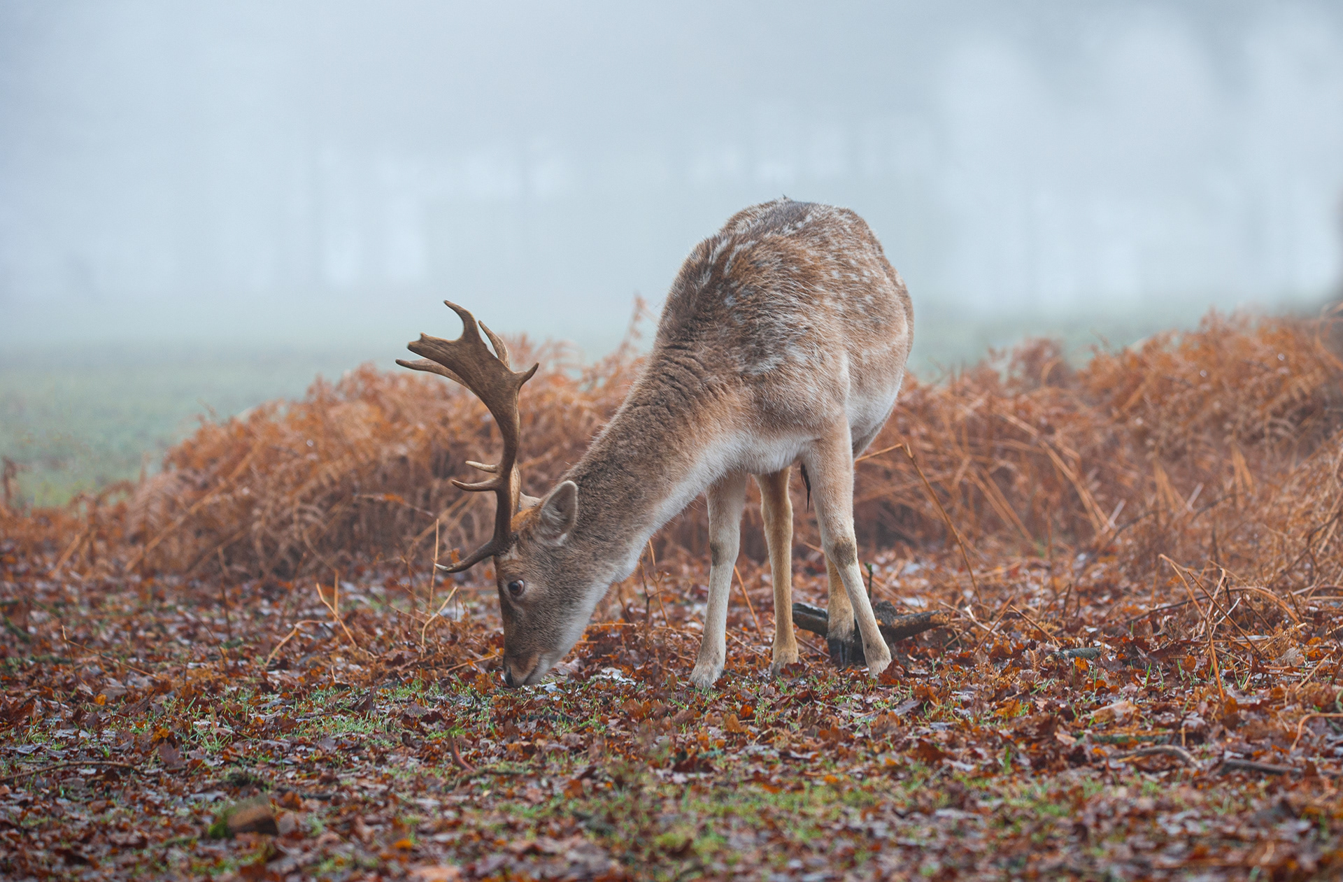 Fallow Deer at tattoo Park