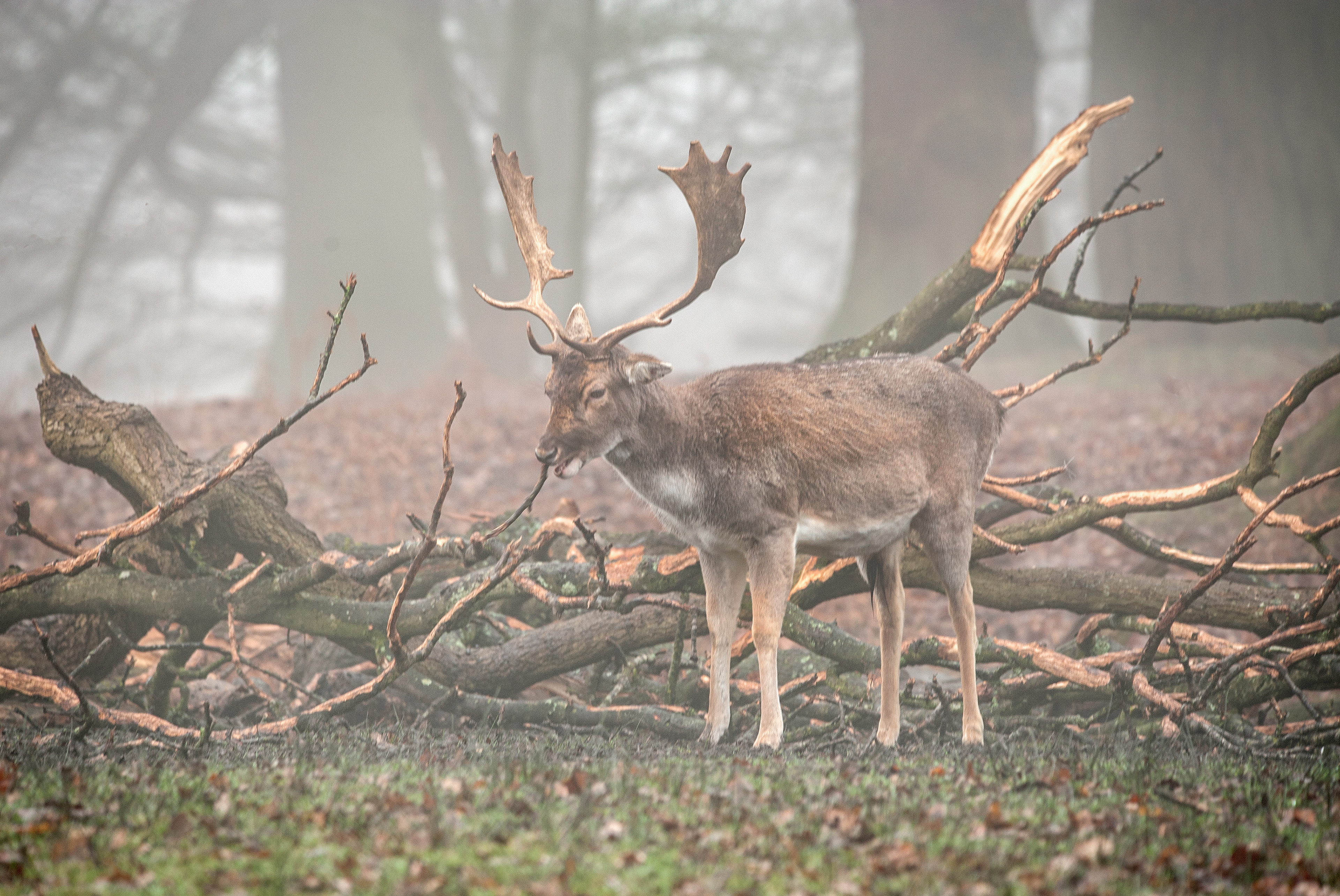 Fallow Deer at tattoo Park