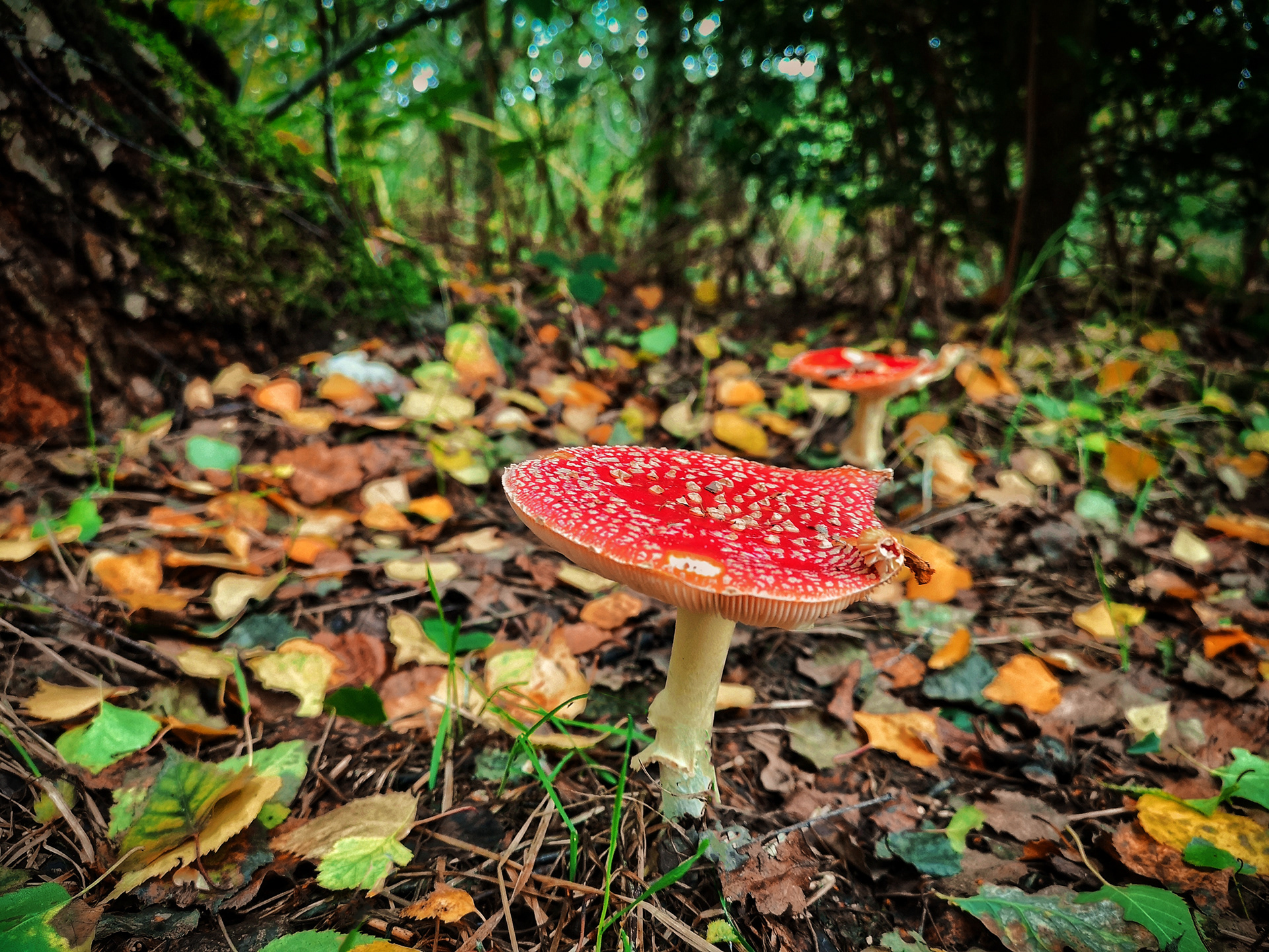Fly Agaric